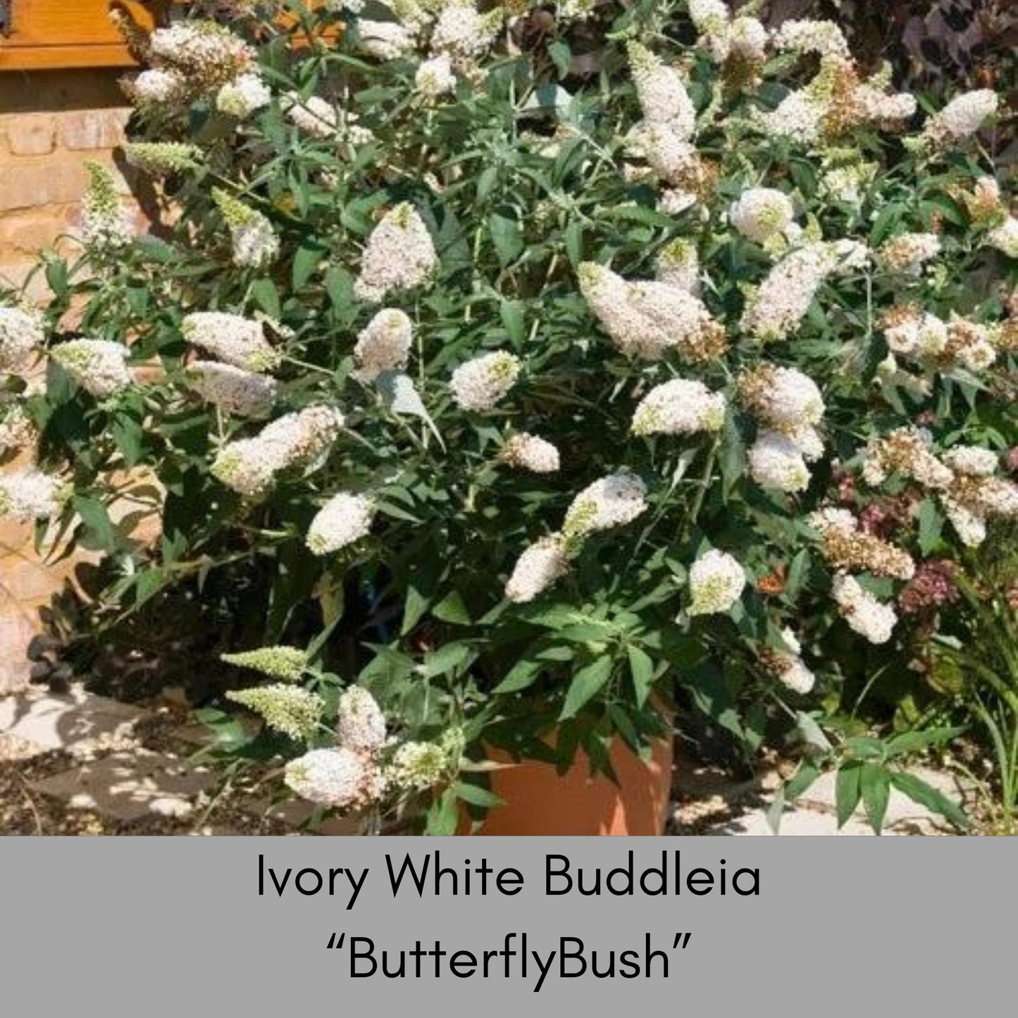 Buzz® Ivory Butterfly Bush, Fragrant Blooms, Compact Size, Butterfly Magnet, trending now flowers, buddleia davidii, gift for her garden