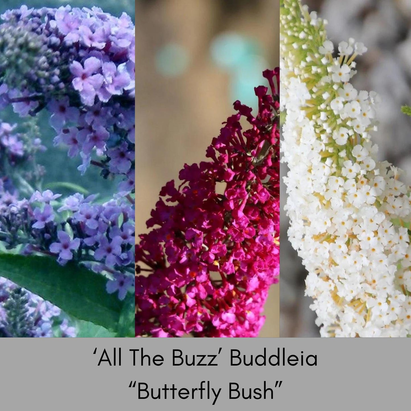 Multi Color Butterfly Bush, "ALL THE BUZZ" Buddleia, 1 Quart, Three Colors in One, Cut Flowers, Cold Hardy, Great Garden Gift, Free Shipping