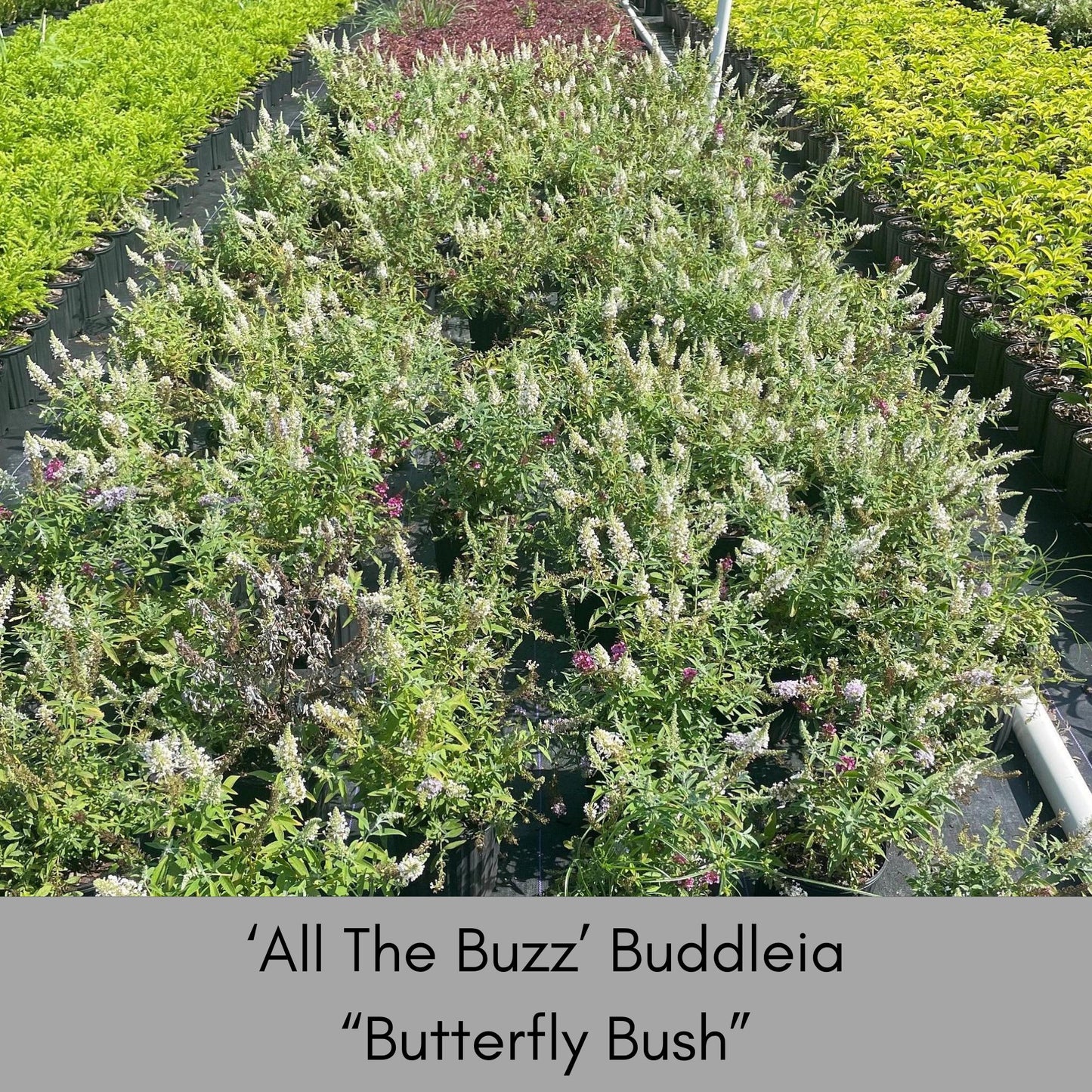 Multi Color Butterfly Bush, "ALL THE BUZZ" Buddleia, 1 Quart, Three Colors in One, Cut Flowers, Cold Hardy, Great Garden Gift, Free Shipping