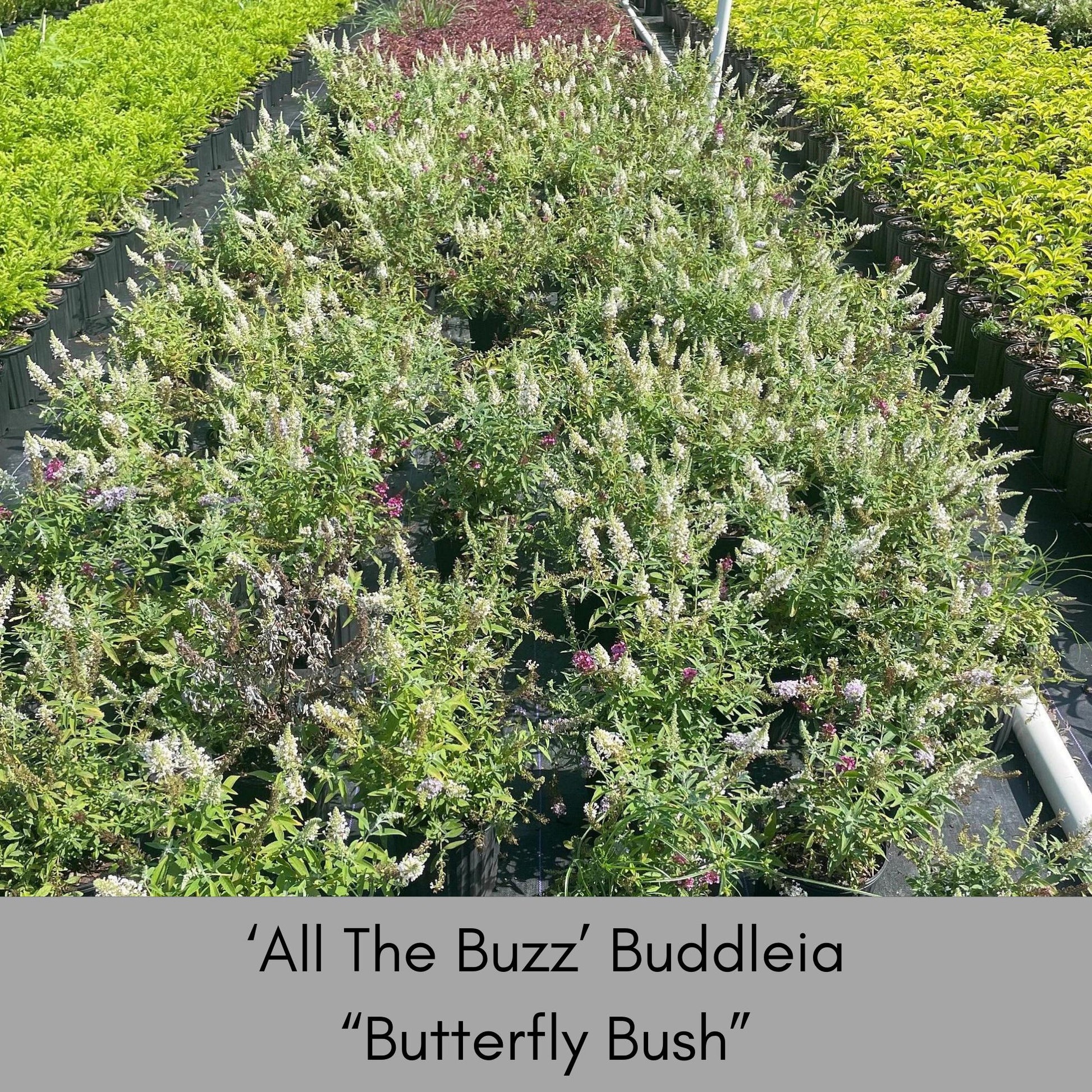 Multi Color Butterfly Bush, "ALL THE BUZZ" Buddleia, 1 Quart, Three Colors in One, Cut Flowers, Cold Hardy, Great Garden Gift, Free Shipping