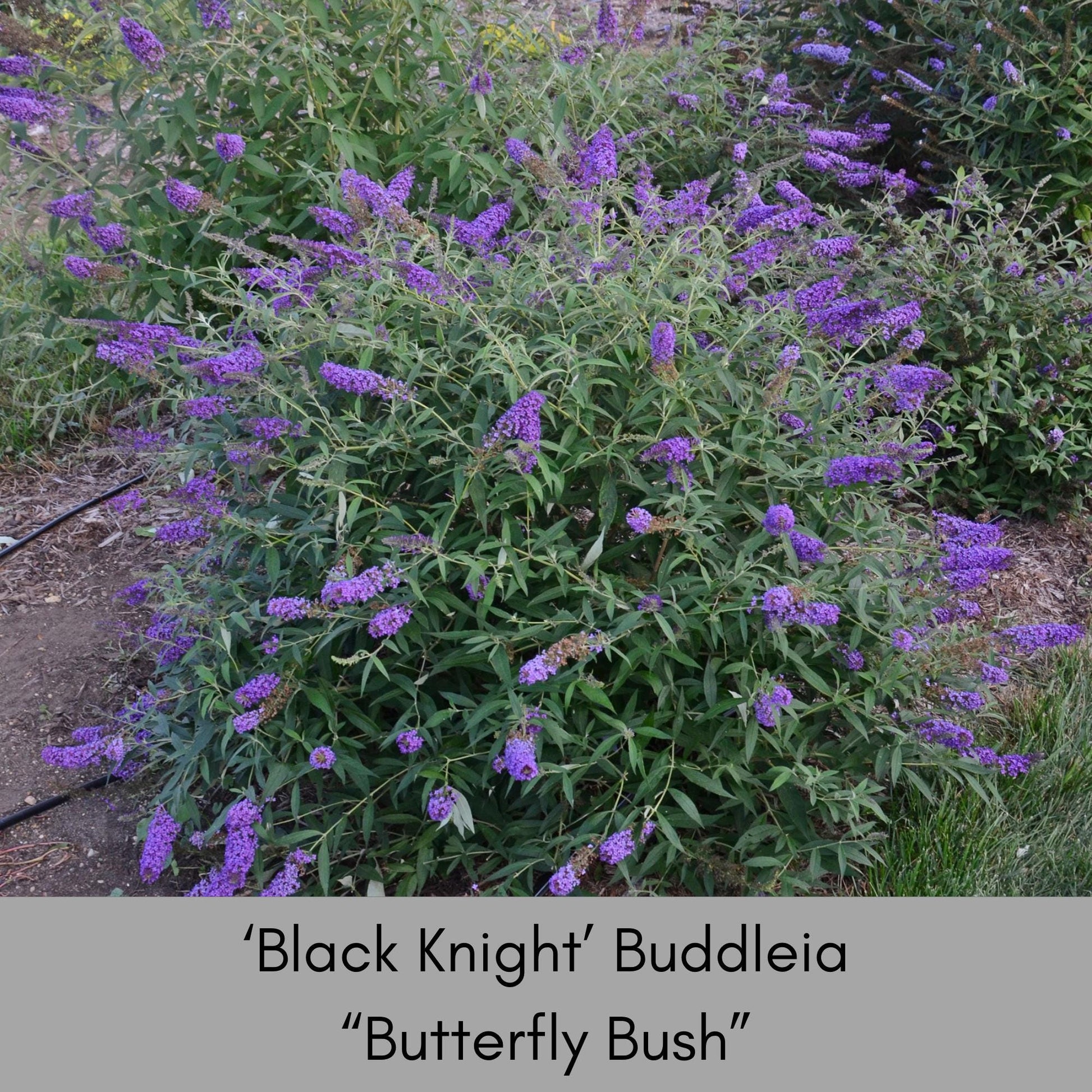 Butterfly Bush 'Black Knight', Purple Buddleia, Evergreen Shrub, Drought Tolerant Shrub, Great for Cut Flowers, Fast Growing Shrub,