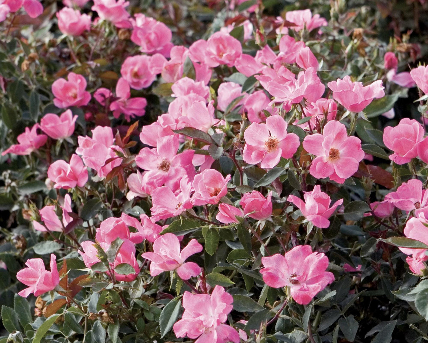 PINK Knock Out Rose, Disease Resistant, Sun loving, Pink Flowers, Free Shipping, Quart Size Containers, Easy to Grow, Fast Growing Shrub