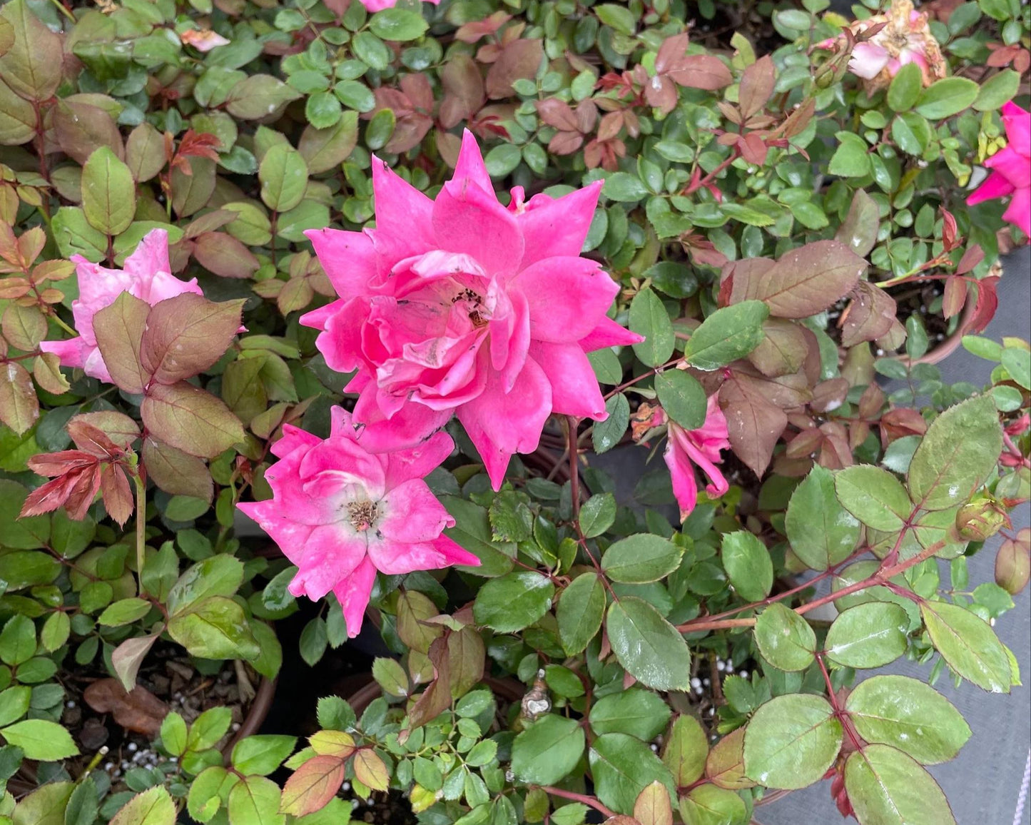 PINK Knock Out Rose, Disease Resistant, Sun loving, Pink Flowers, Free Shipping, Quart Size Containers, Easy to Grow, Fast Growing Shrub