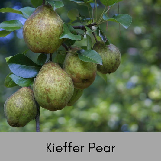 Kieffer Pear Tree, Bountiful Harvest Awaits, plant lover Gift, houseplants, Starter Plant, rare plant species, Gift for Farmers, Mom gifts