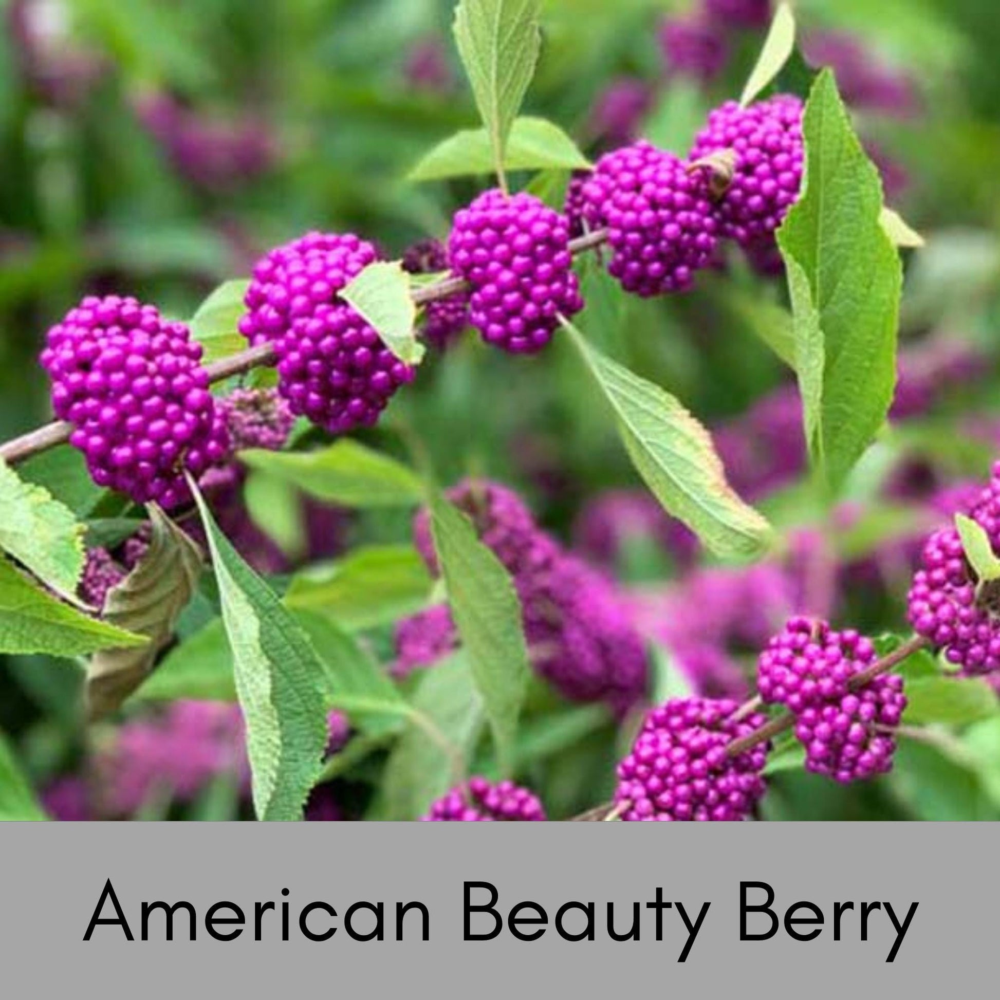 American Beautyberry - Callicarpa Americana is a native plant with unique purple berries and lush green foliage.