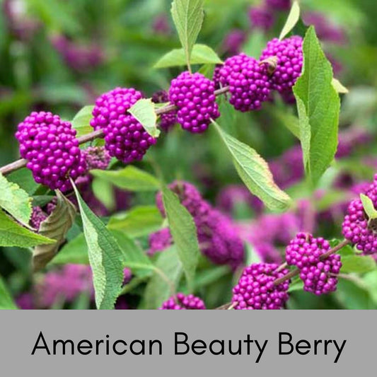 American Beautyberry - Callicarpa Americana is a native plant with unique purple berries and lush green foliage.