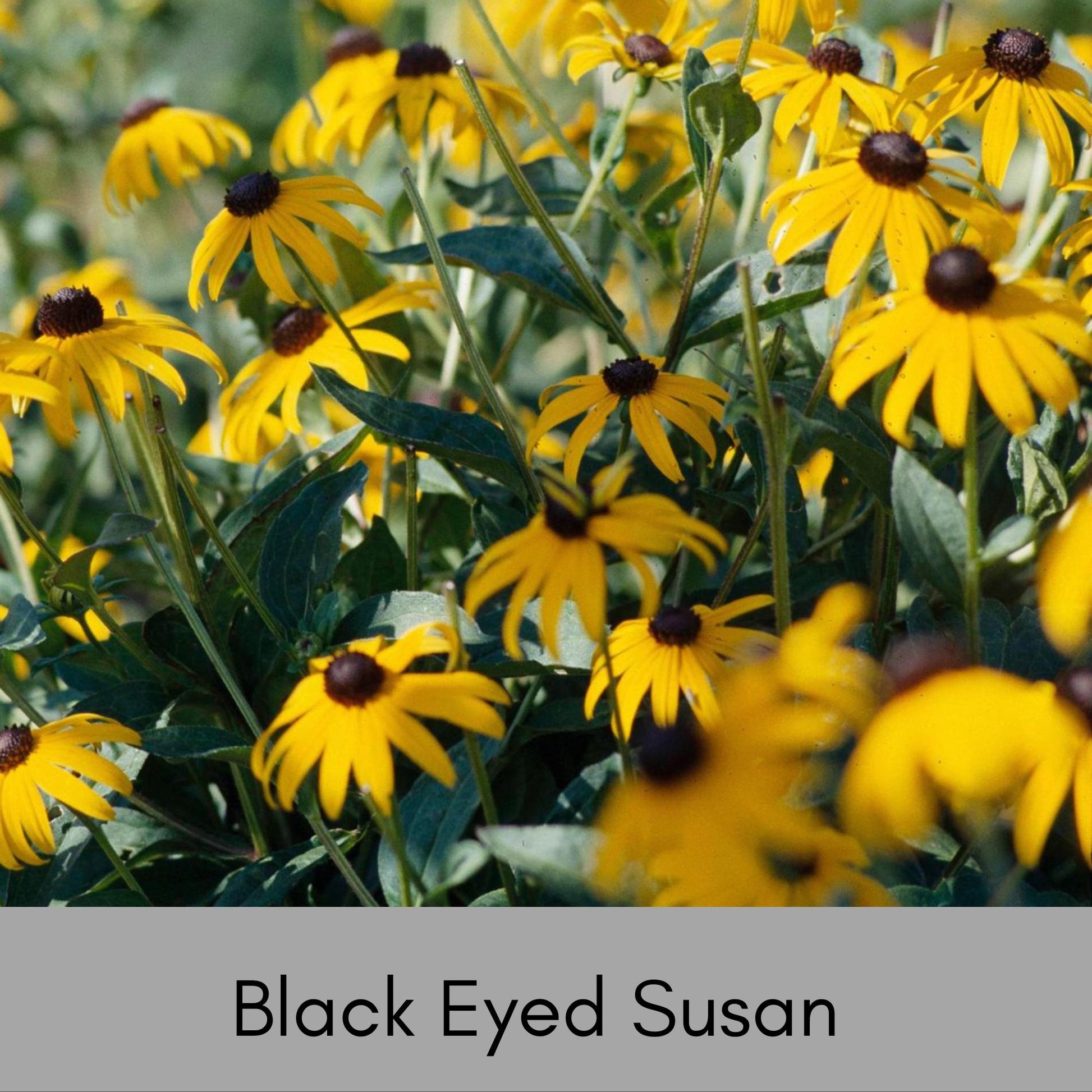BLACK EYED SUSAN, 10 Plants Per Order, Yellow Flowers, Perennial Wildflowers, Sun Loving and Easy to Grow Plants for Flower Arrangements!