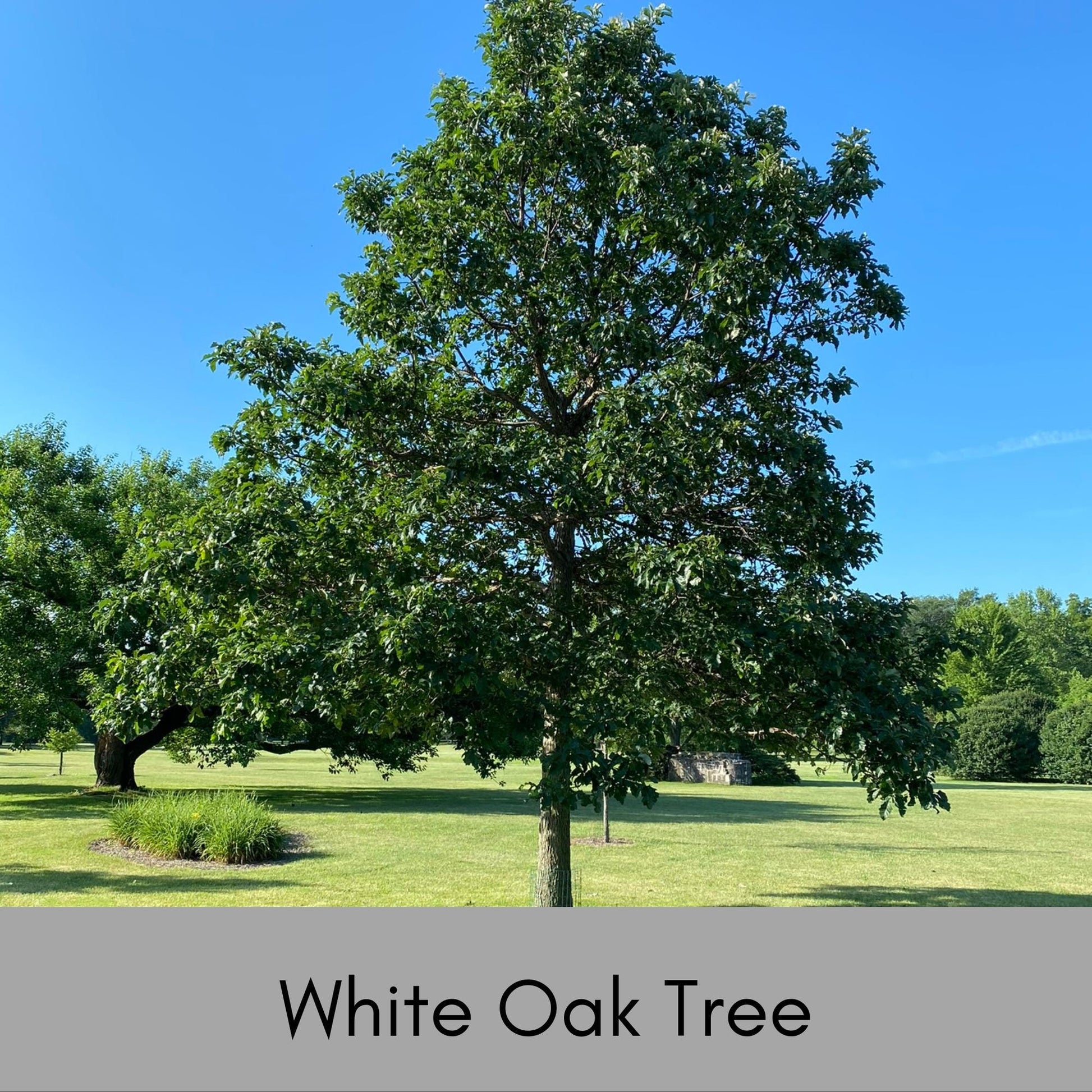 are white oak trees worth money White Oak Tree – Classic Native Shade Tree – Available in 3–4 ft & 4–5 ft Sizes – Free Shipping