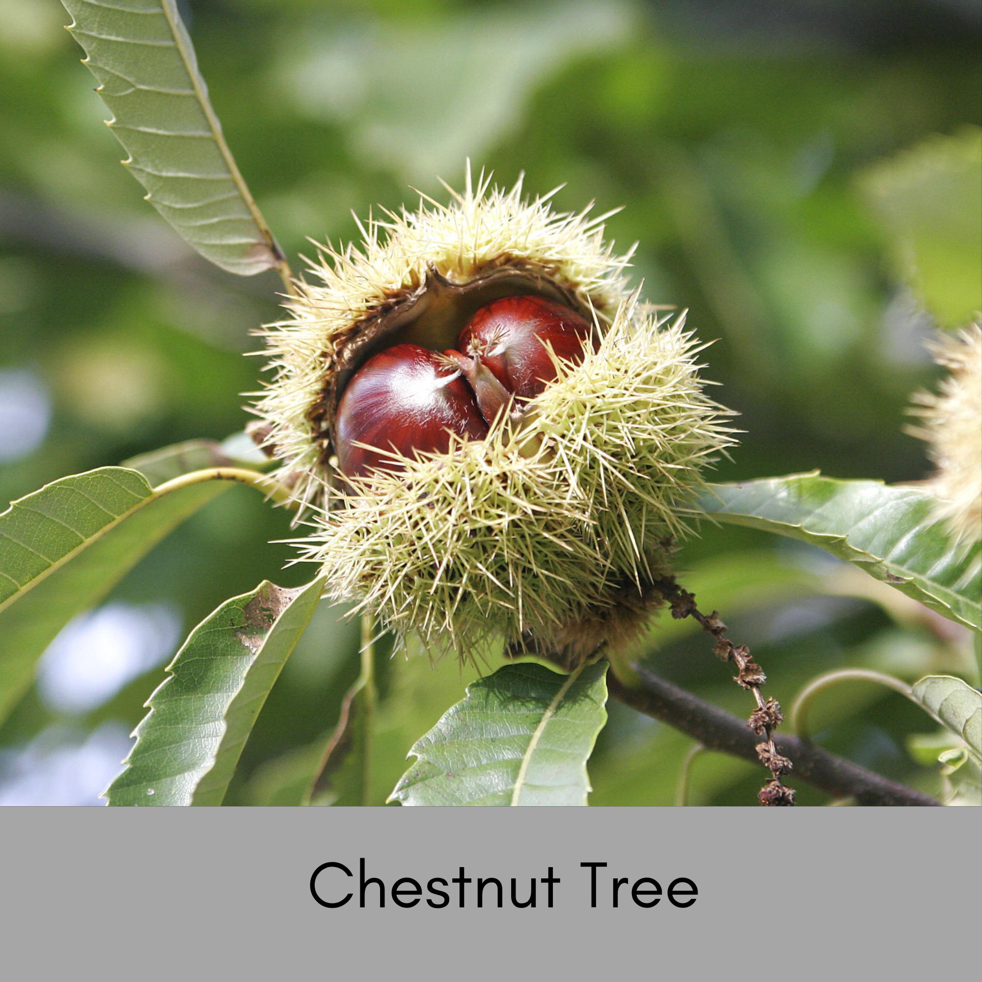Chestnut Tree Kansas Hybrid Chestnut Trees – Blight-Resistant Nut Trees for Home Orchards ...