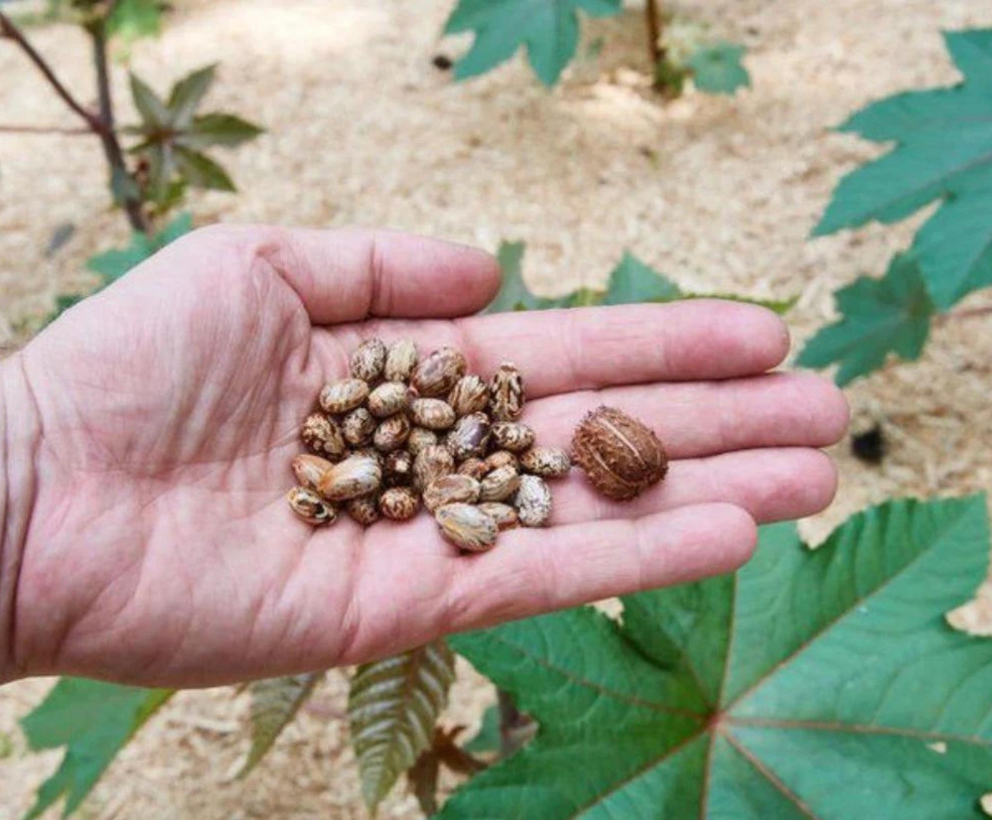 castor bean plant seeds Castor Bean Plant Seeds | African Mother Tree
