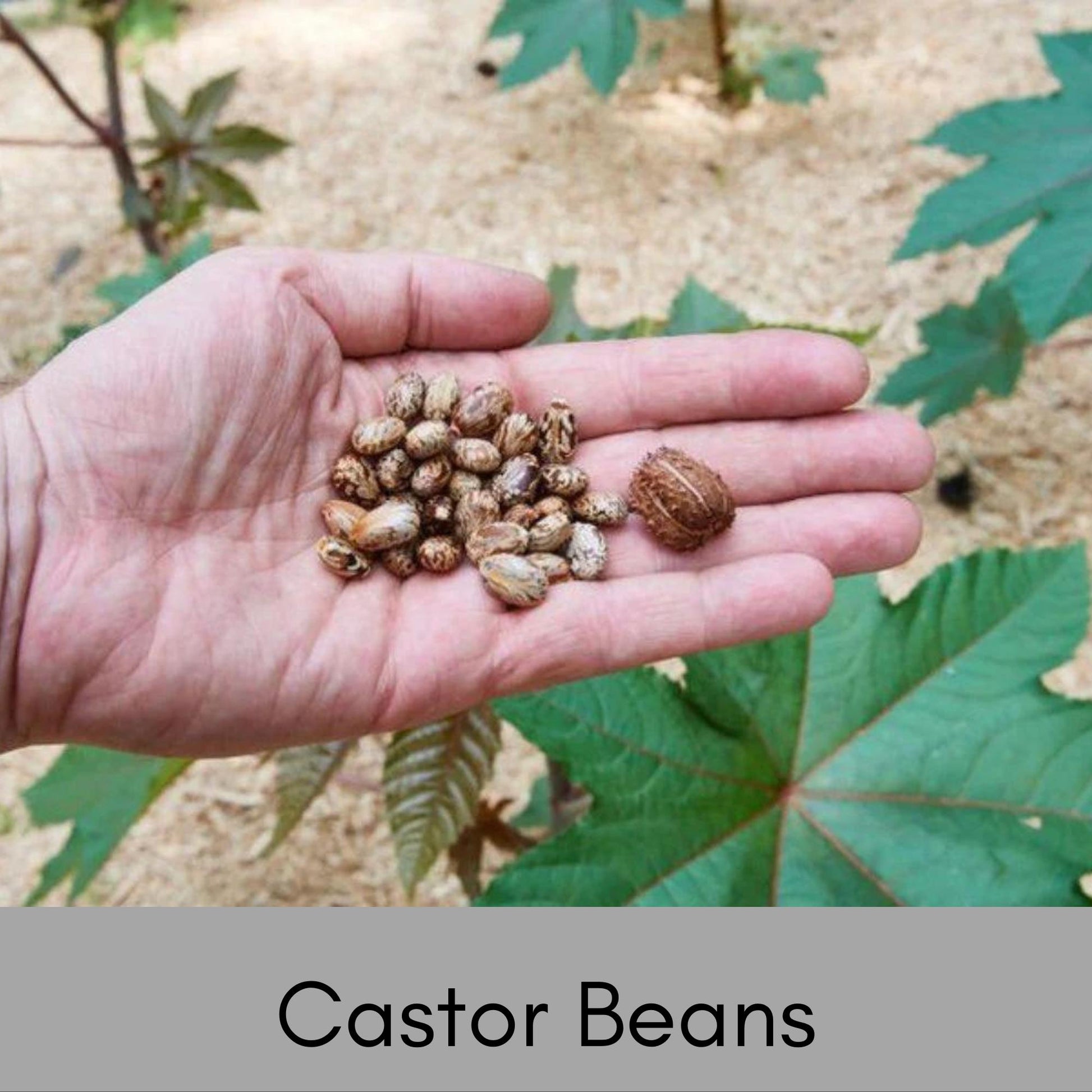 HEIRLOOM CASTOR BEAN, 10 Seeds per Order, Red Foliage, Specimen Tree, Deep Purple Leaves, Tropical Plants, Indoor Plant, Fast Growing
