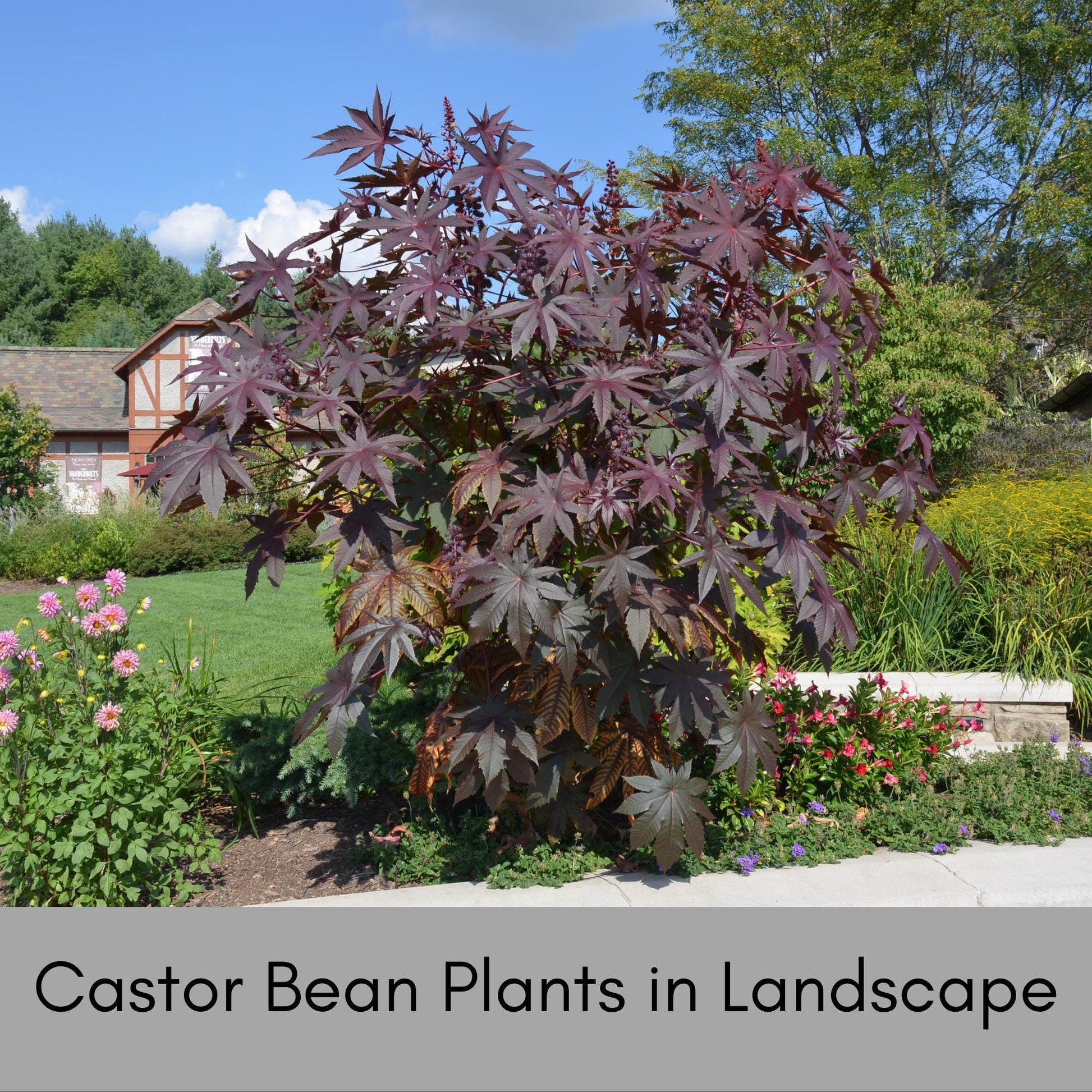 HEIRLOOM CASTOR BEAN, 10 Seeds per Order, Red Foliage, Specimen Tree, Deep Purple Leaves, Tropical Plants, Indoor Plant, Fast Growing