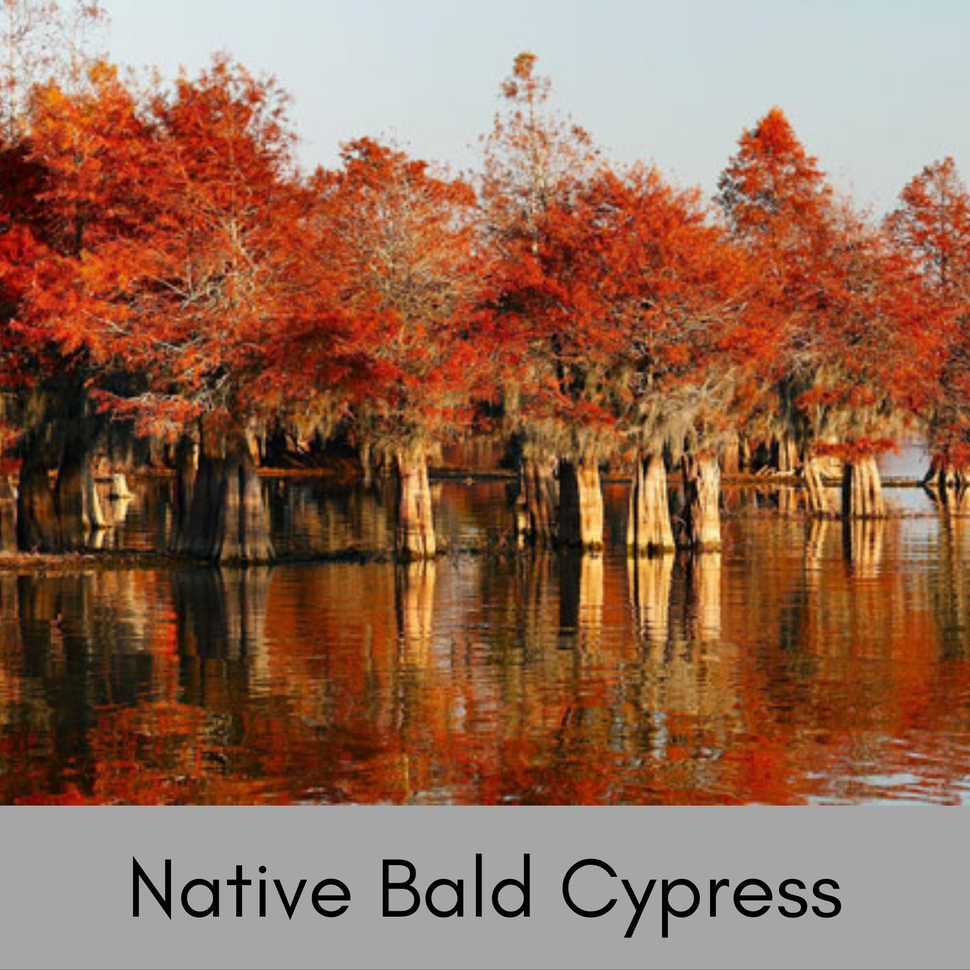 Bald Cypress Tree, Taxodium distichum, house plants, plant lover gift, rare Gift for Plant lovers, forest wild tree, decorative Plant