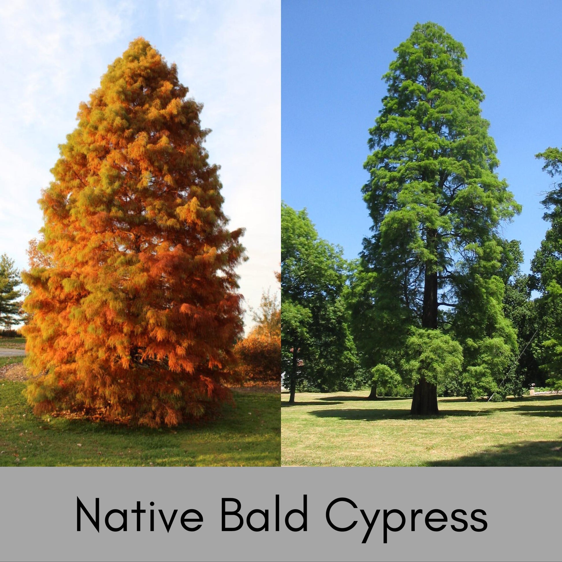 Bald Cypress Tree, Taxodium distichum, house plants, plant lover gift, rare Gift for Plant lovers, forest wild tree, decorative Plant