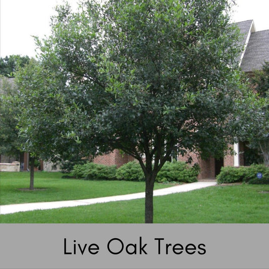 LIVE OAK TREES - 4’ Feet Tall Trees - Free Shipping! - Southeastern tree, Fantastic Shade Tree, Wildlife friendly, Long living tree, Gift
