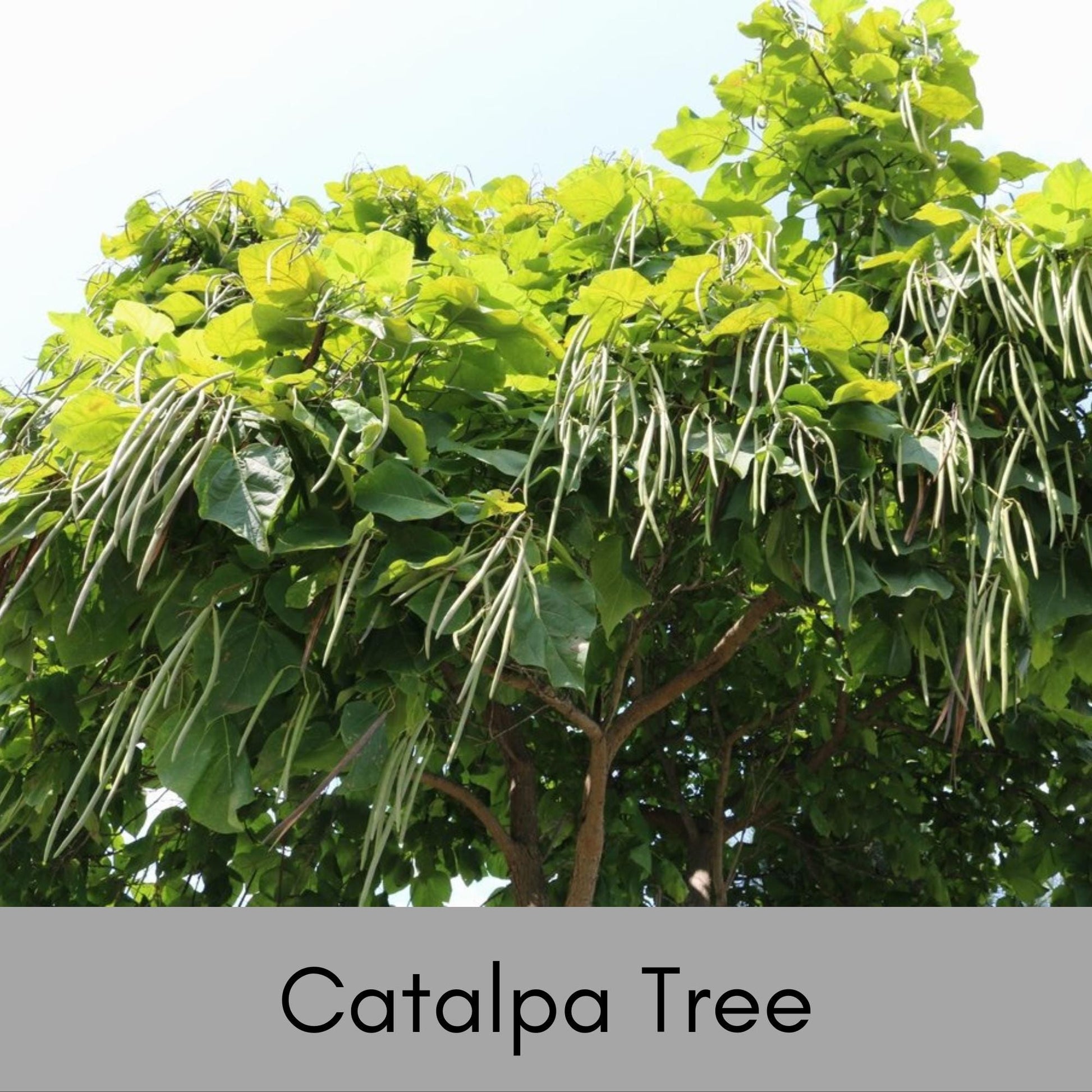 Catalpa Trees, 6 " Plug Seedlings, rare plant, Cigar tree, easy to grow, plant lover Gift, house plants, gift for her garden, Gift for Mom