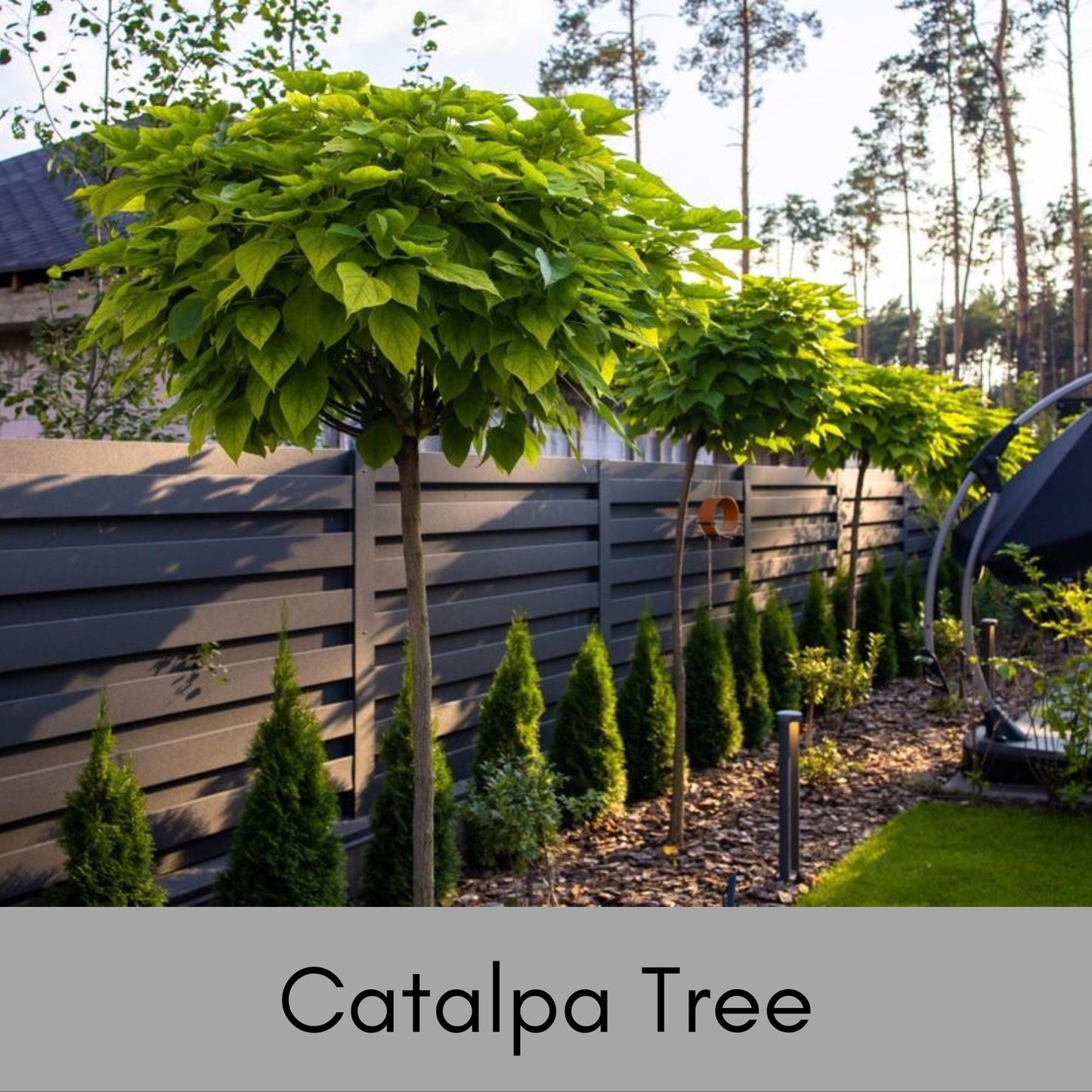 Catalpa Trees, 6 " Plug Seedlings, rare plant, Cigar tree, easy to grow, plant lover Gift, house plants, gift for her garden, Gift for Mom