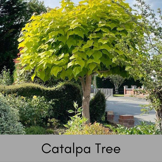 Catalpa Trees, 6 " Plug Seedlings, rare plant, Cigar tree, easy to grow, plant lover Gift, house plants, gift for her garden, Gift for Mom