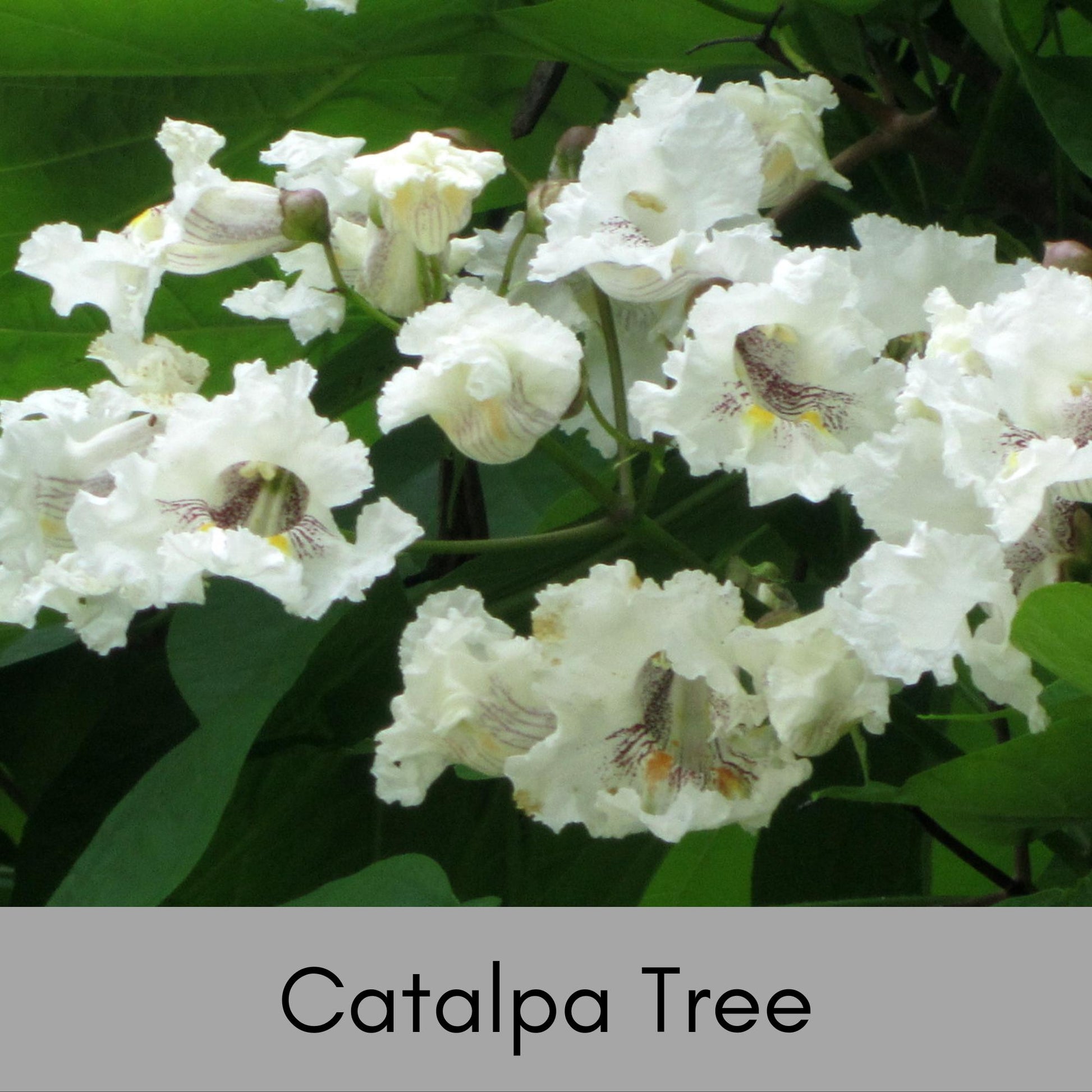 Catalpa Trees, 6 " Plug Seedlings, rare plant, Cigar tree, easy to grow, plant lover Gift, house plants, gift for her garden, Gift for Mom