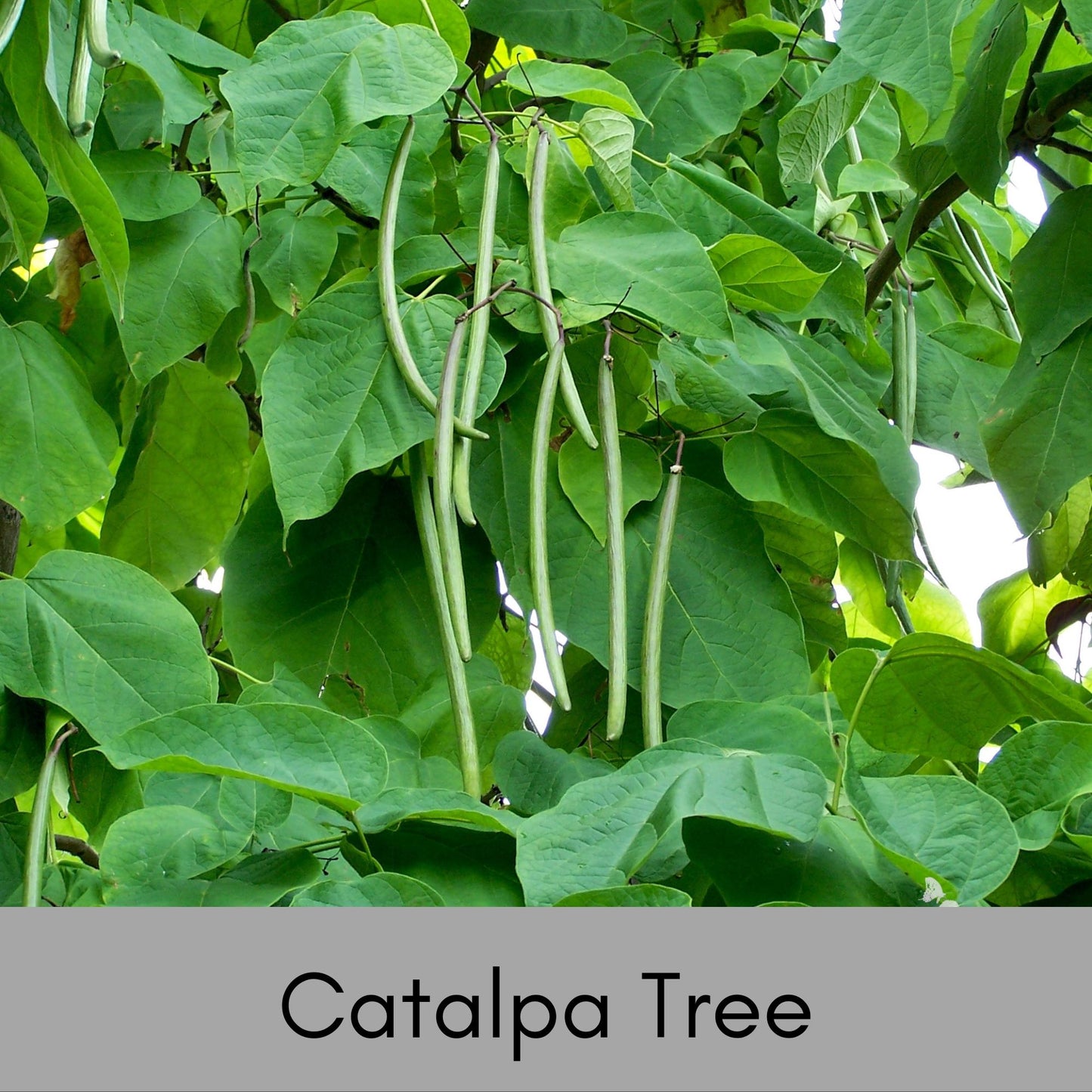 smoke catalpa pods Catalpa Tree