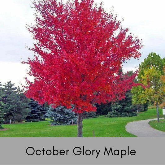 OCTOBER GLORY MAPLE | Fall Foliage Extra! | 4 Feet Tall Plus, Great Shade Tree, Great Gift Tree, Fast Growing Tree, Red Fall Color,