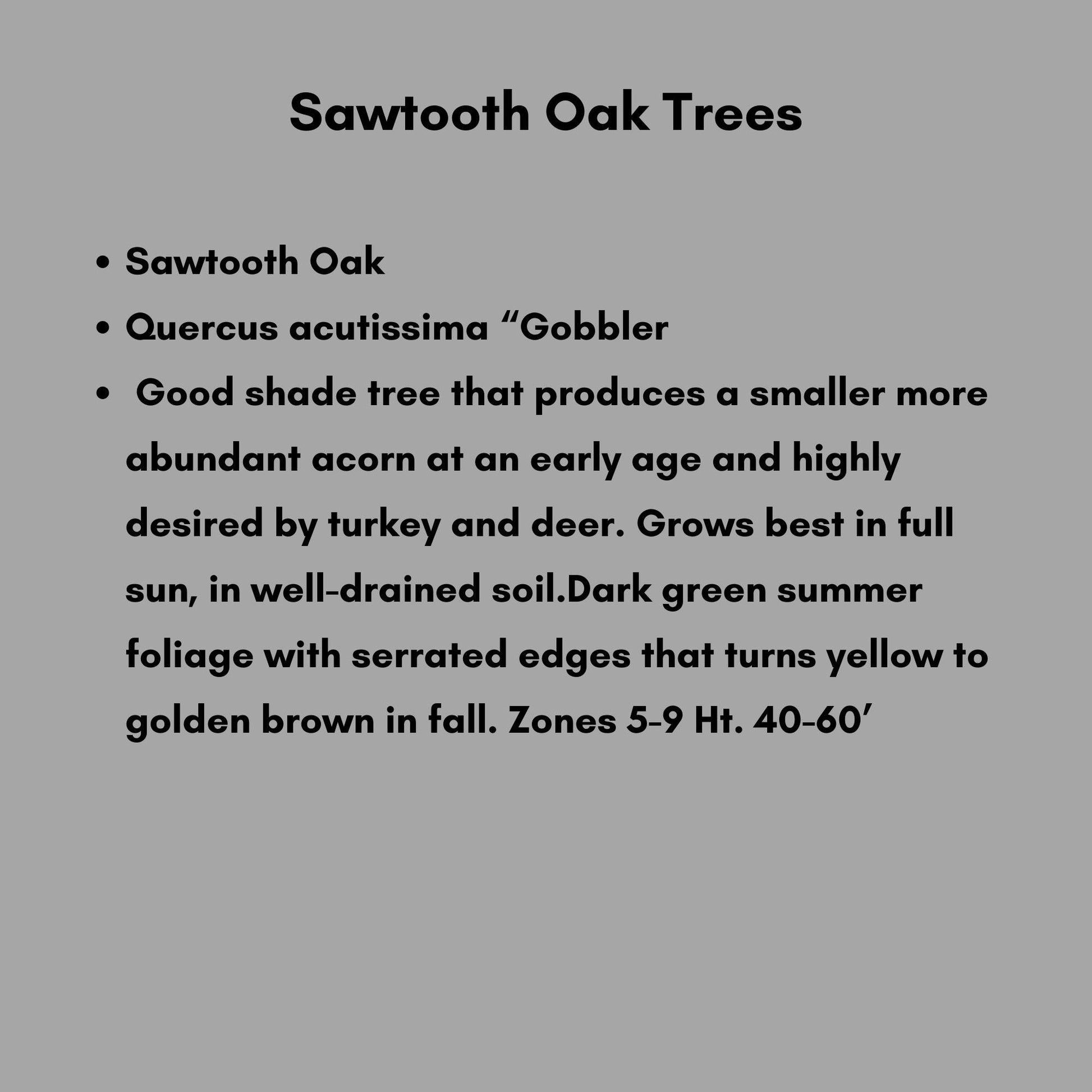 SAWTOOTH OAK TREES, Wildlife Friendly, Free Shipping!, Shade tree with Great Fall Color, Fast Growing Tree, Native Tree, Easy to Grow, Gift