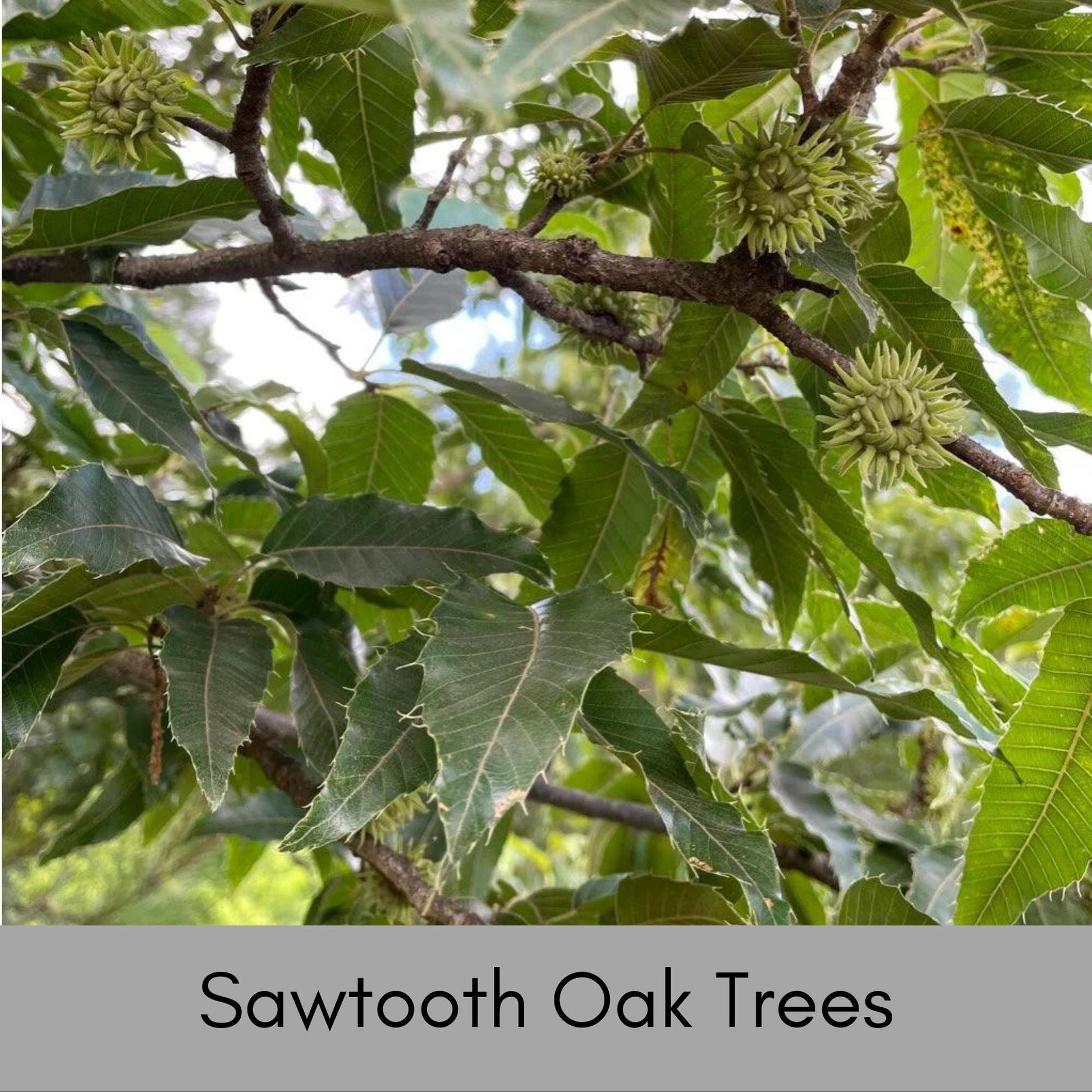 SAWTOOTH OAK TREES, Wildlife Friendly, Free Shipping!, Shade tree with Great Fall Color, Fast Growing Tree, Native Tree, Easy to Grow, Gift