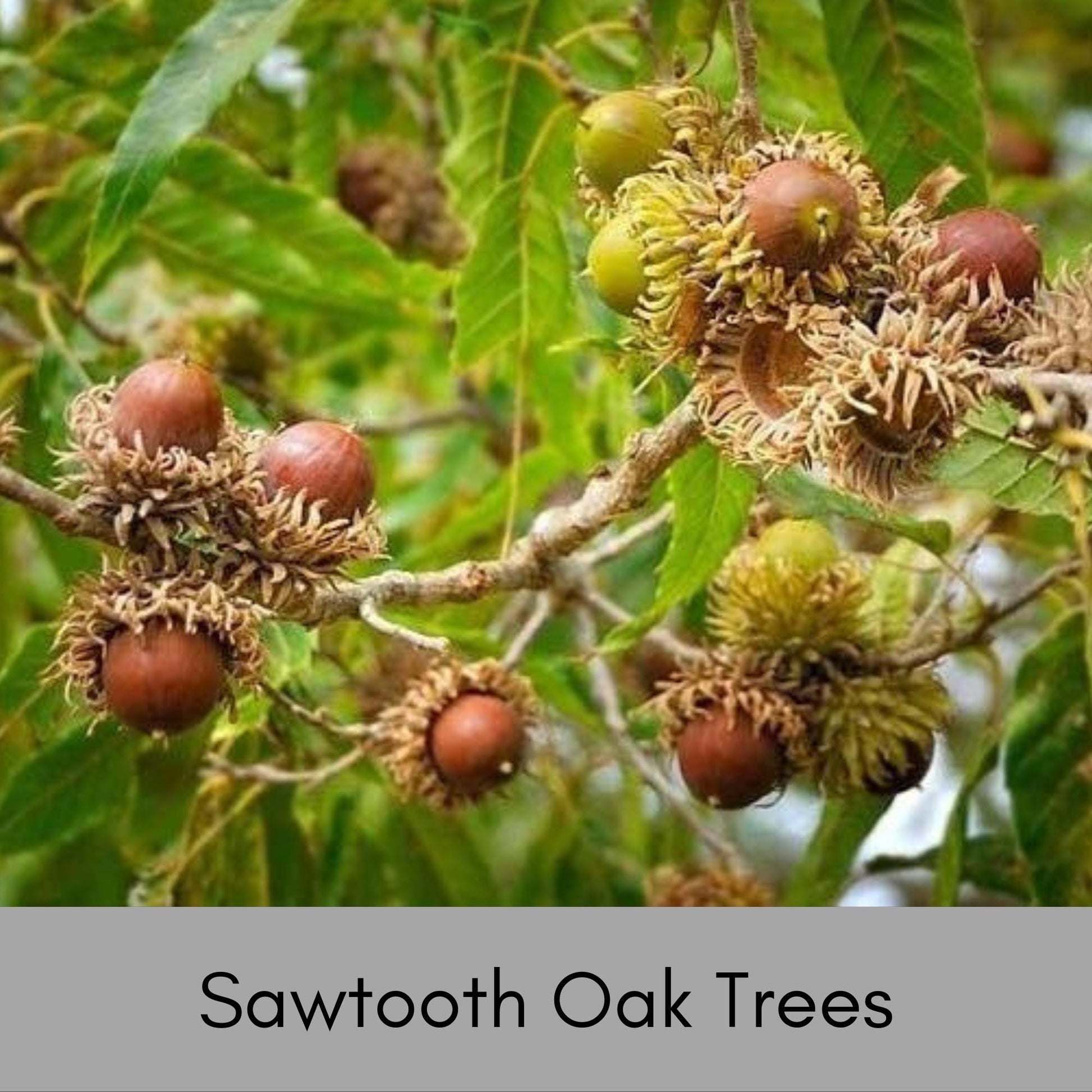 SAWTOOTH OAK TREES, Wildlife Friendly, Free Shipping!, Shade tree with Great Fall Color, Fast Growing Tree, Native Tree, Easy to Grow, Gift