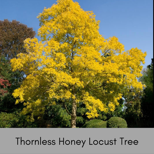 Thornless Honey Locust Tree, Perfect for Native Plant Landscapes, Seeds, Great Gift Tree, Yellow Fall Color, Fast Growing Shade Tree