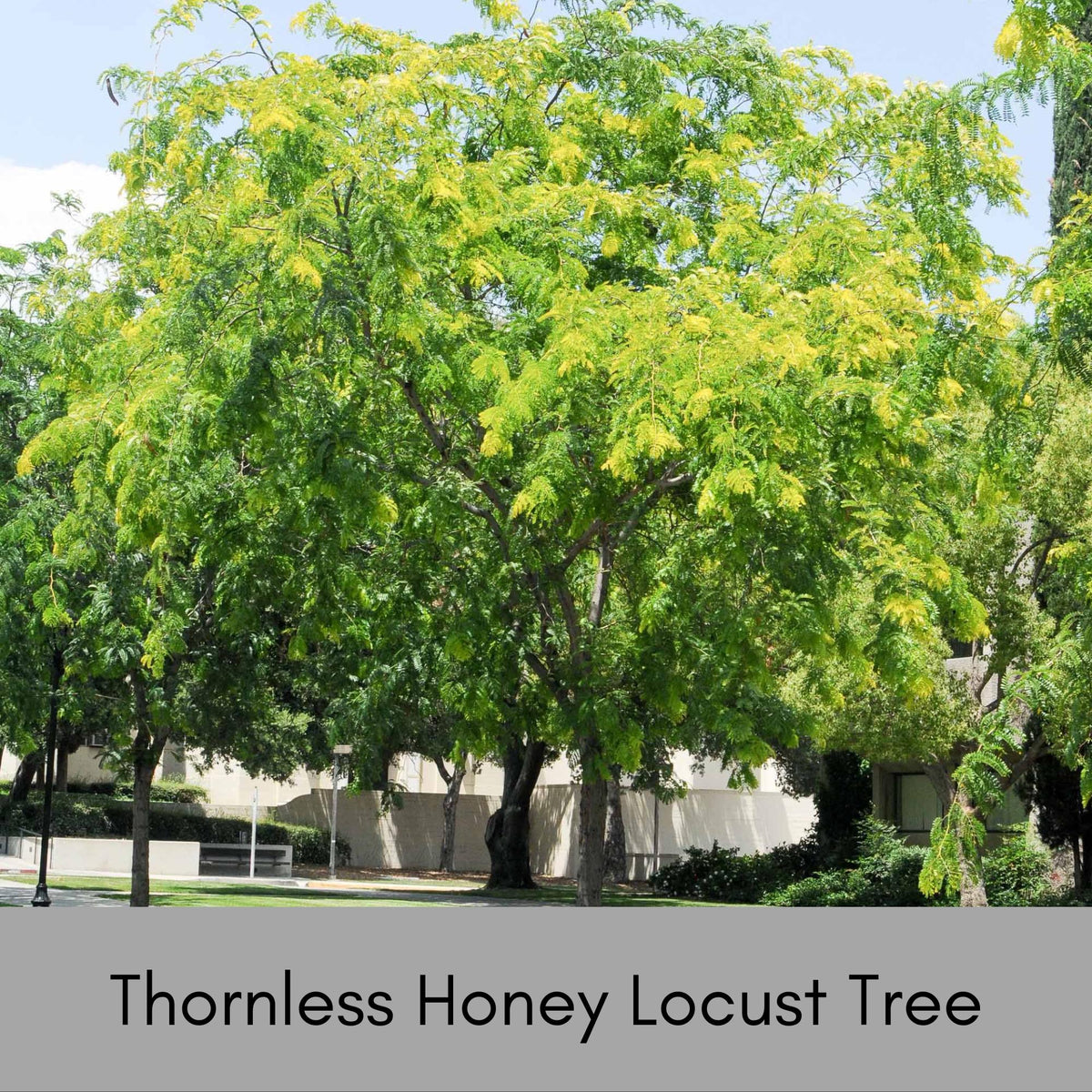 Thornless Honey Locust Tree – Ardent Gardeners