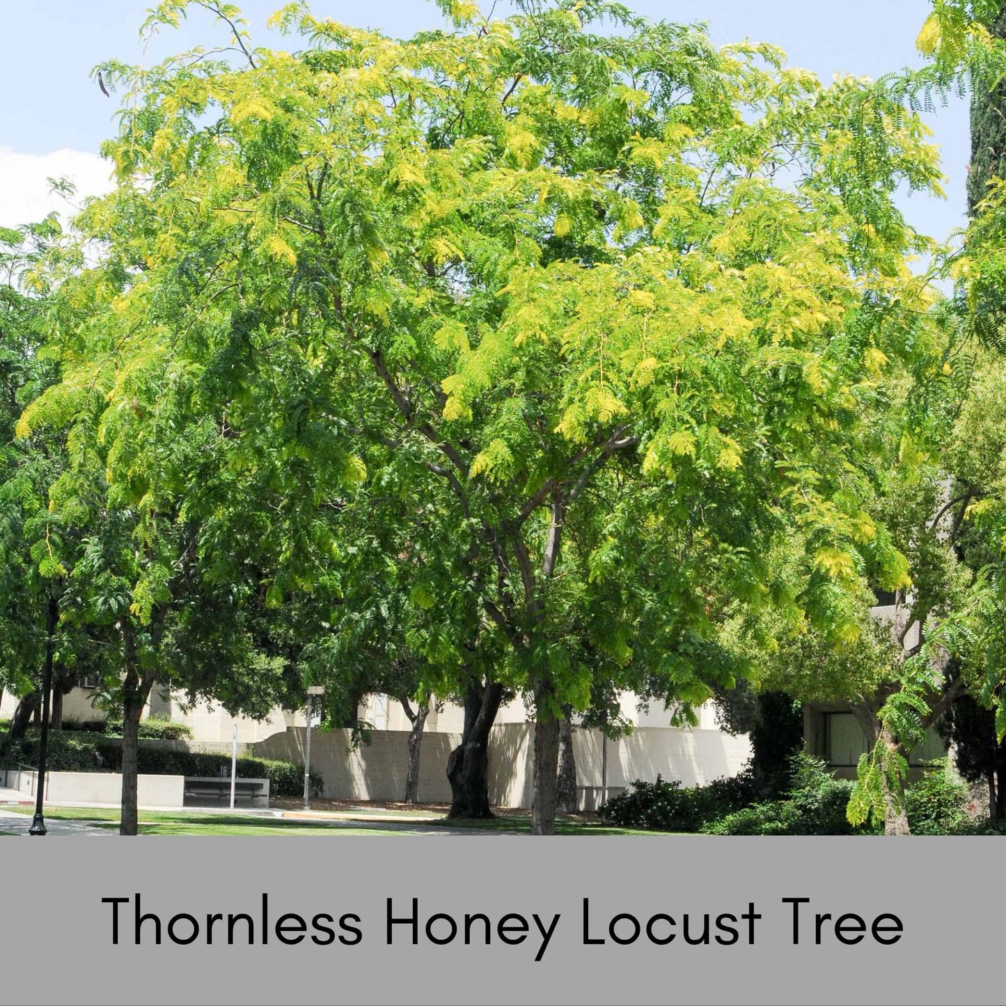 Thornless Honey Locust Tree, Perfect for Native Plant Landscapes, Seeds, Great Gift Tree, Yellow Fall Color, Fast Growing Shade Tree