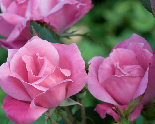 PINK Knock Out Rose, Disease Resistant, Sun loving, Pink Flowers, Free Shipping, Quart Size Containers, Easy to Grow, Fast Growing Shrub