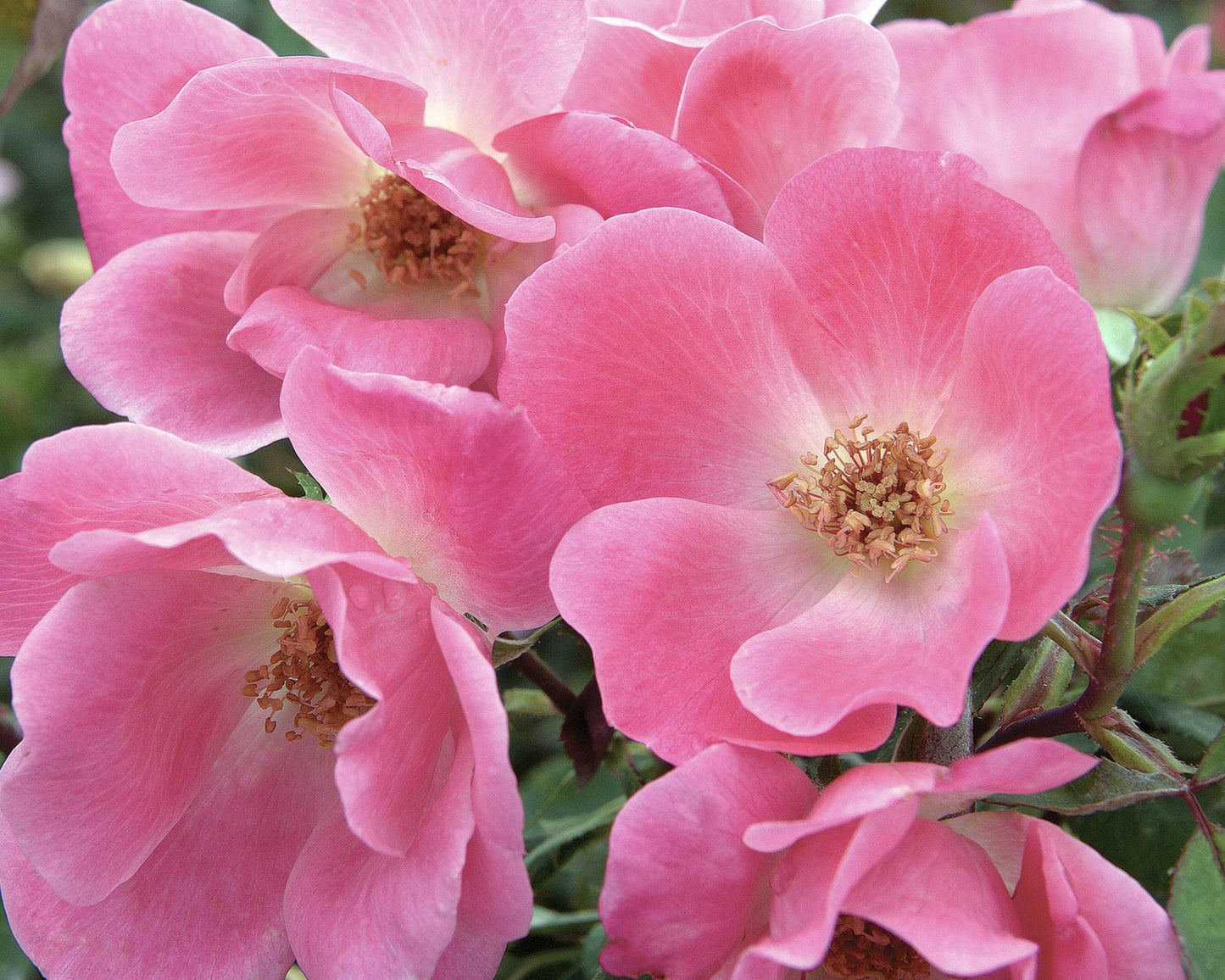 PINK Knock Out Rose, Disease Resistant, Sun loving, Pink Flowers, Free Shipping, Quart Size Containers, Easy to Grow, Fast Growing Shrub