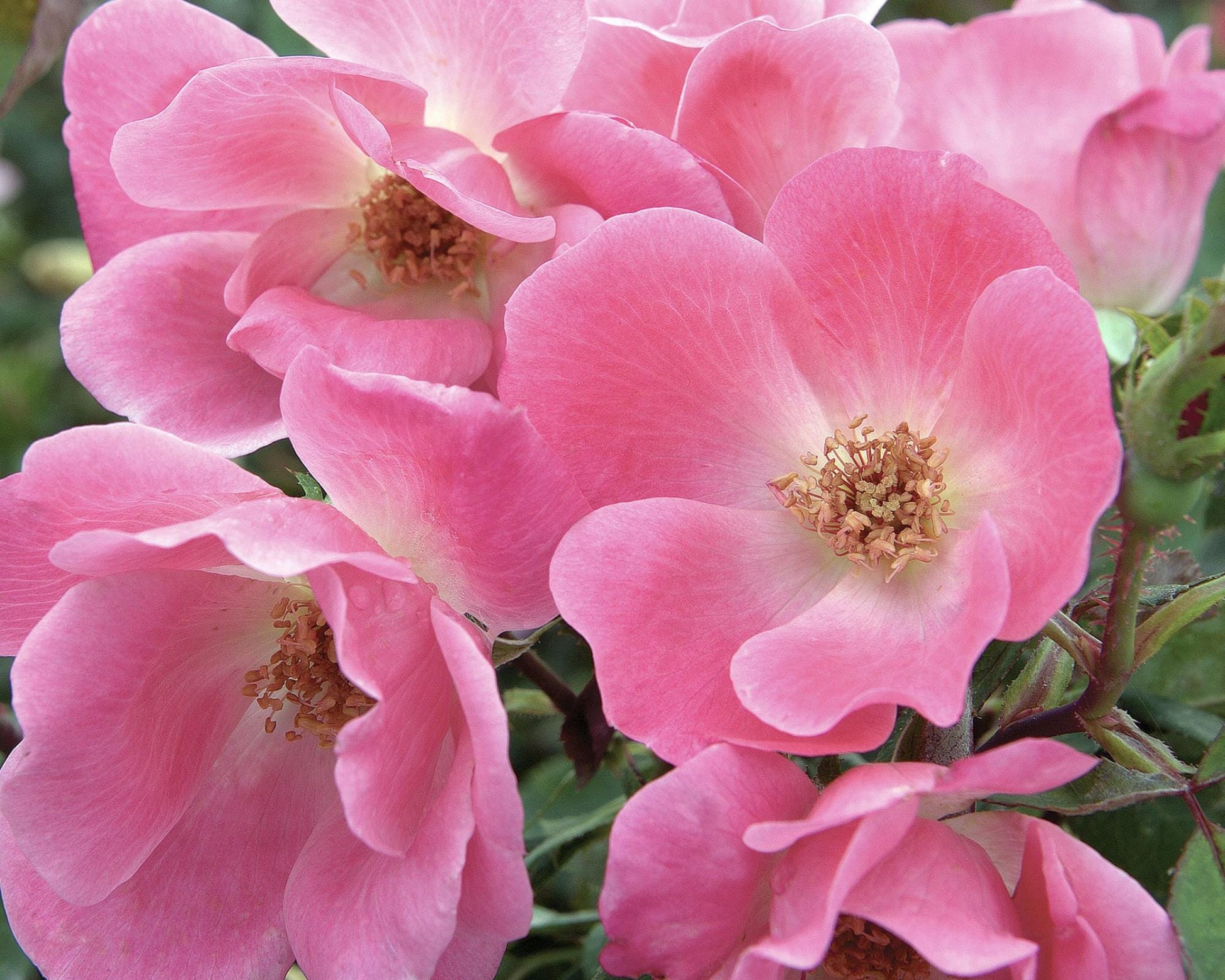 PINK Knock Out Rose, Disease Resistant, Sun loving, Pink Flowers, Free Shipping, Quart Size Containers, Easy to Grow, Fast Growing Shrub