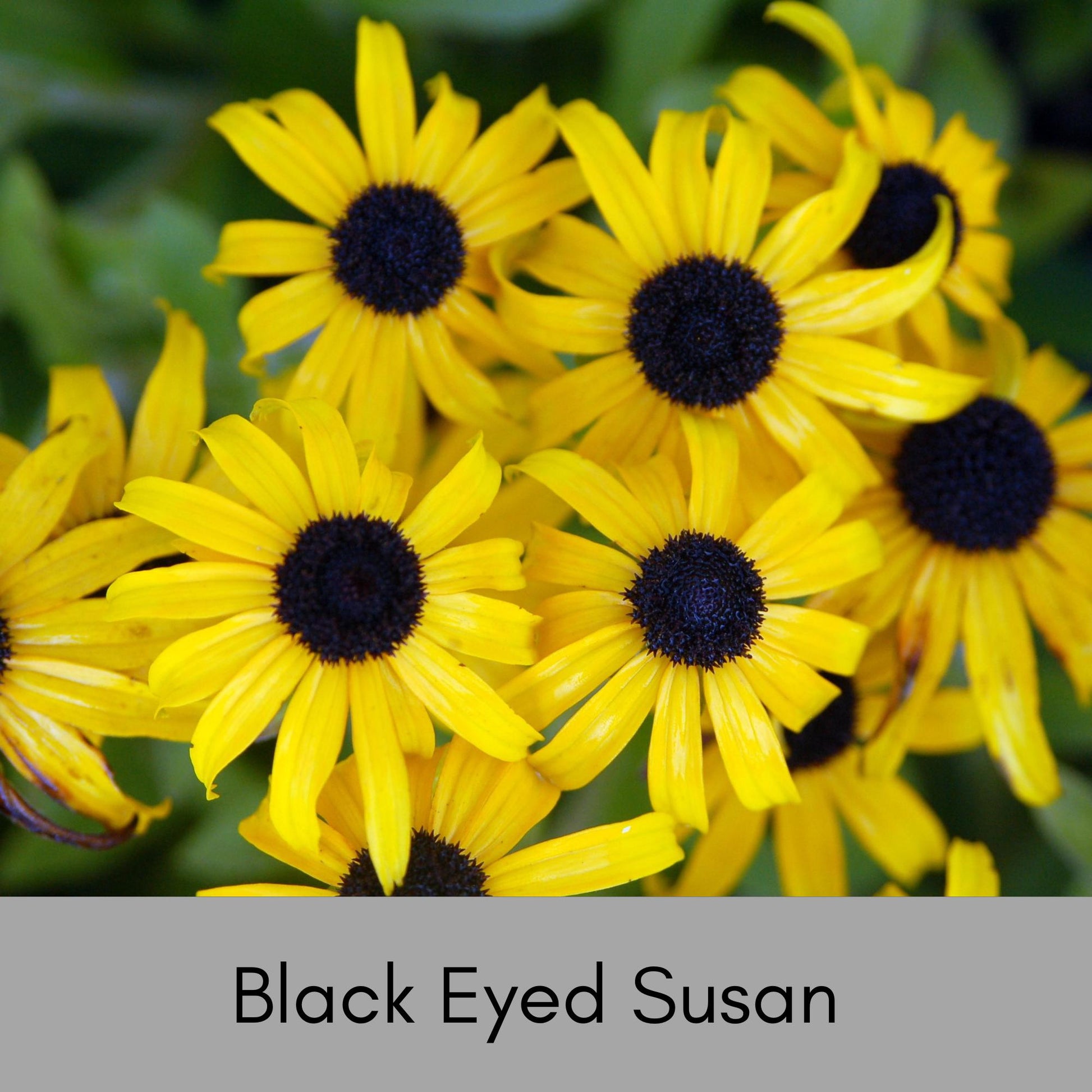 black succulent yellow flower Black-Eyed Susan