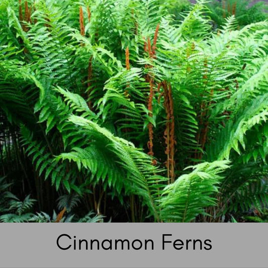 CINNAMON FERNS, 1 Quart Size Plant, Fast Growing, gift for her garden, Perfect for Gardens, easy to grow, plant lover Gift, pretty plant
