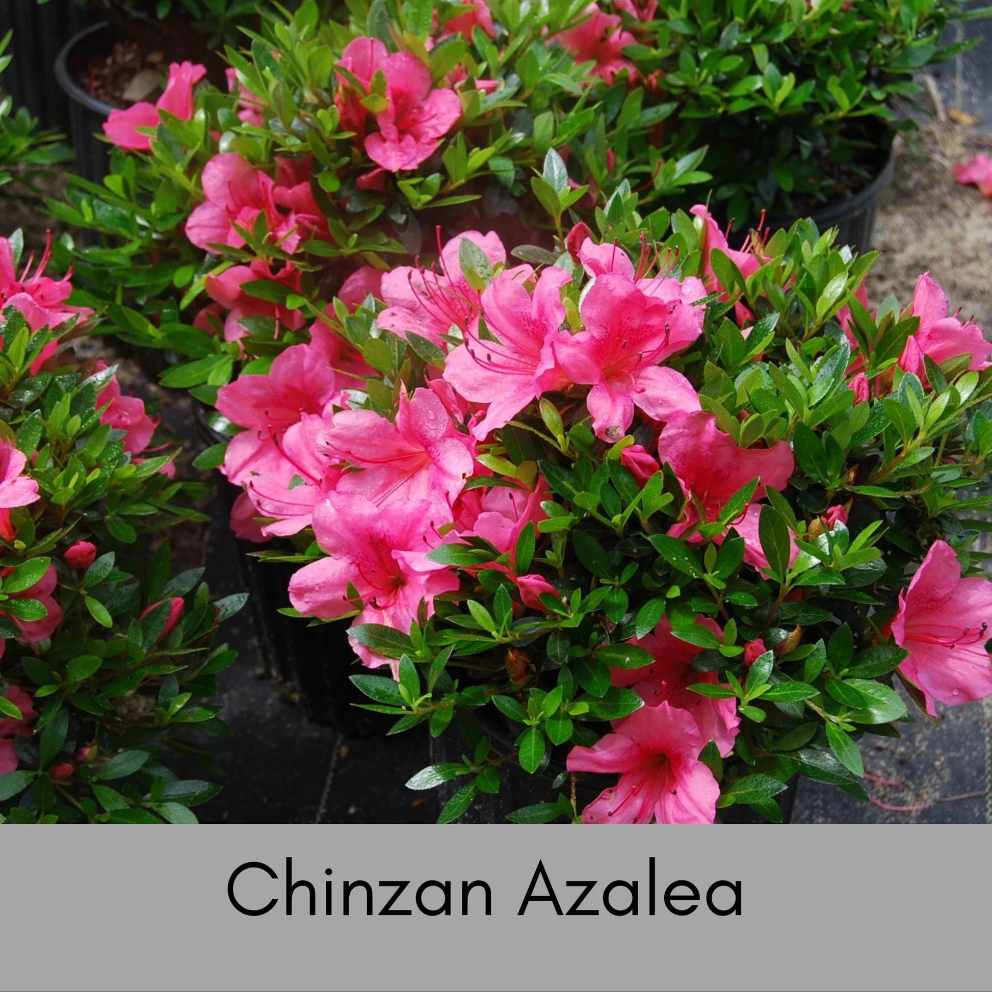 Pink 'Chinzan' Azalea, Great For Bonsai Tree, 1 Gallon Container Size, Evergreen Shrub, Pink Flowers, Great Gift Plant, Easy to Grow