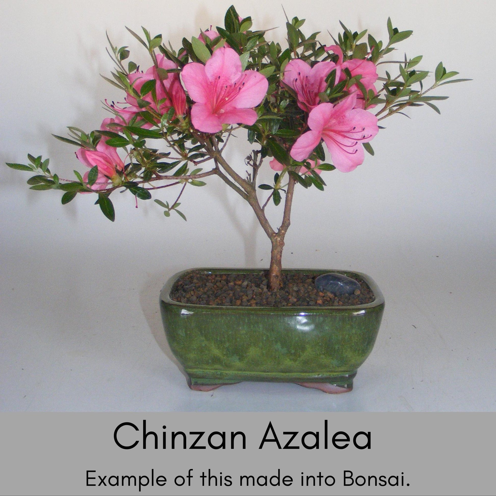 Pink 'Chinzan' Azalea, Great For Bonsai Tree, 1 Gallon Container Size, Evergreen Shrub, Pink Flowers, Great Gift Plant, Easy to Grow