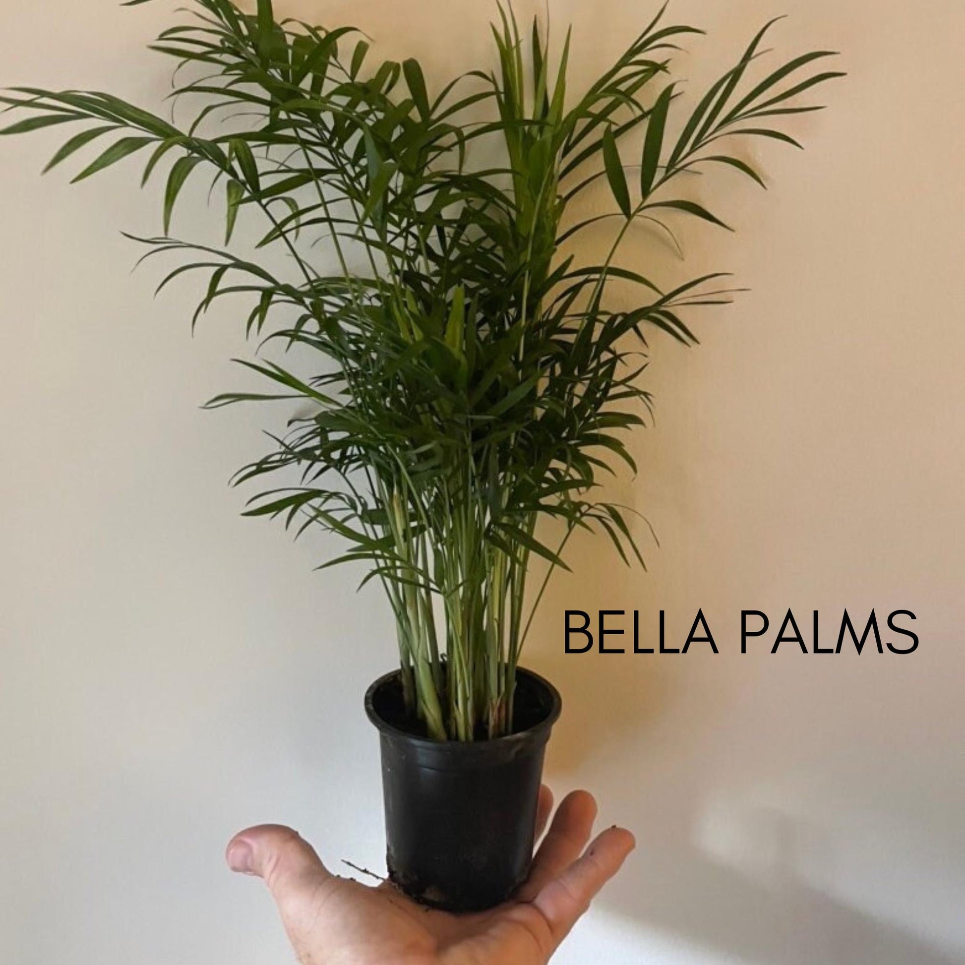 Bella Palm Plant in a 4" Pot, Christmas Gift Plant, Office Plant, Air Cleaning Plant, Easy to Grow, Low Light Requirements