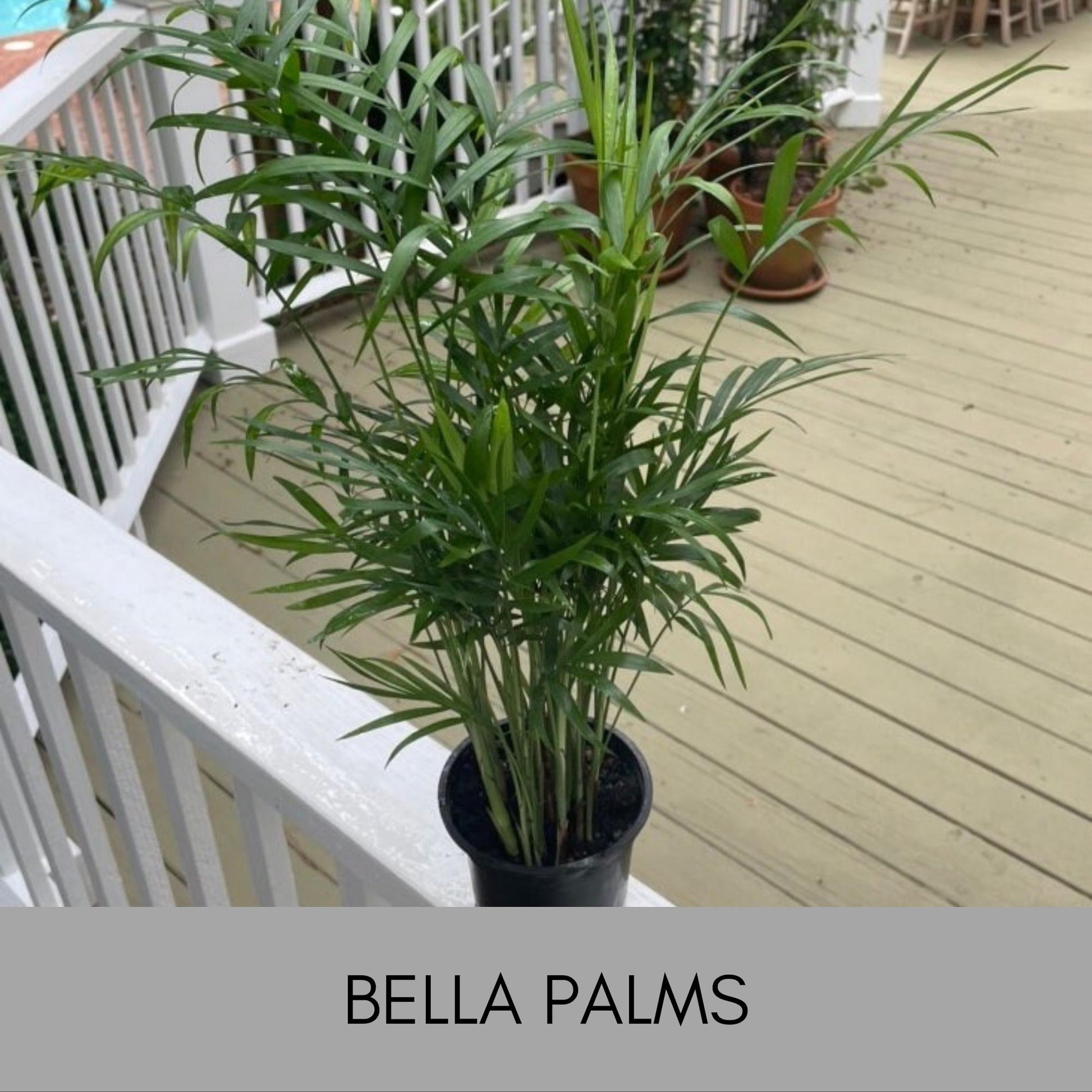 Bella Palm Plant in a 4" Pot, Christmas Gift Plant, Office Plant, Air Cleaning Plant, Easy to Grow, Low Light Requirements
