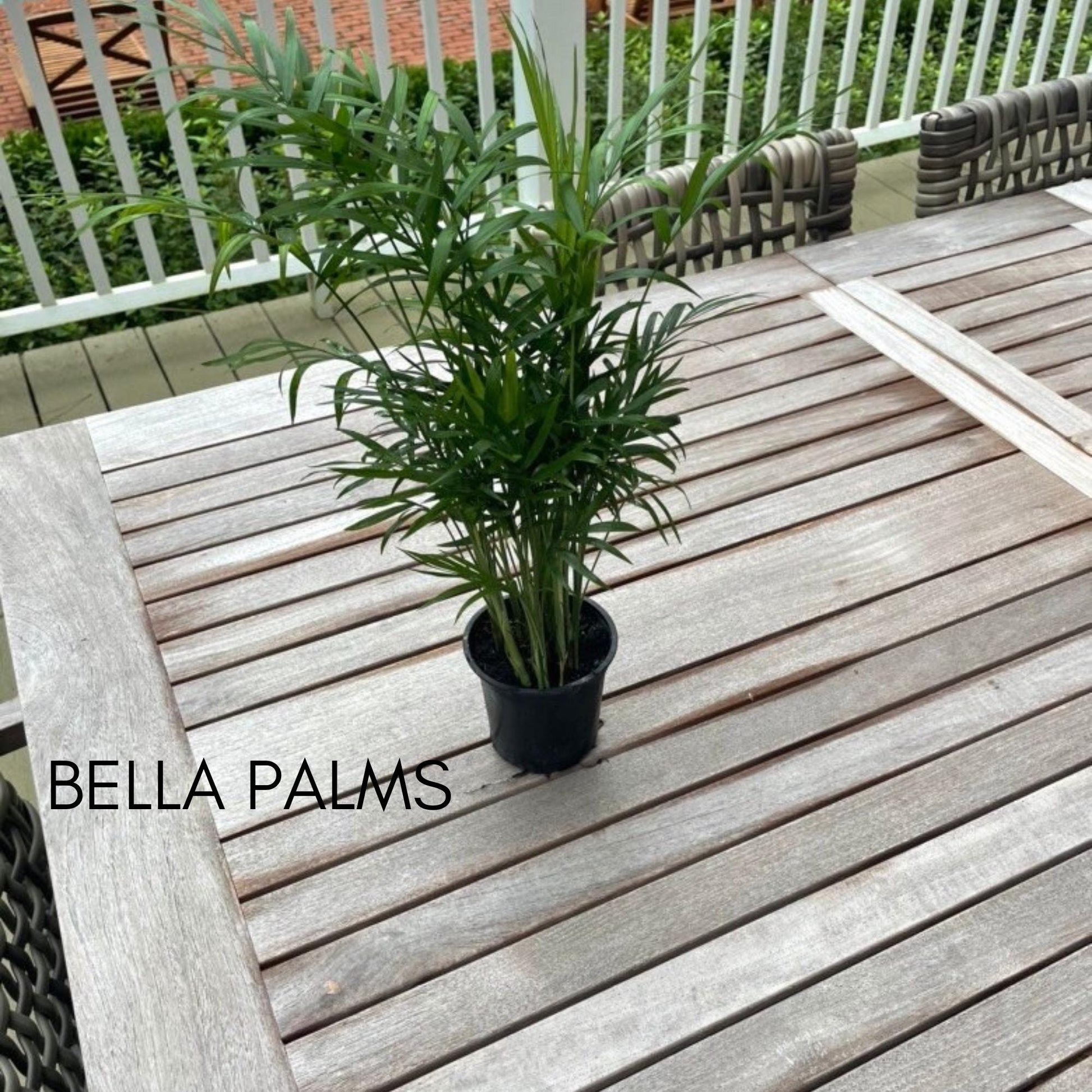 Bella Palm Plant in a 4" Pot, Christmas Gift Plant, Office Plant, Air Cleaning Plant, Easy to Grow, Low Light Requirements