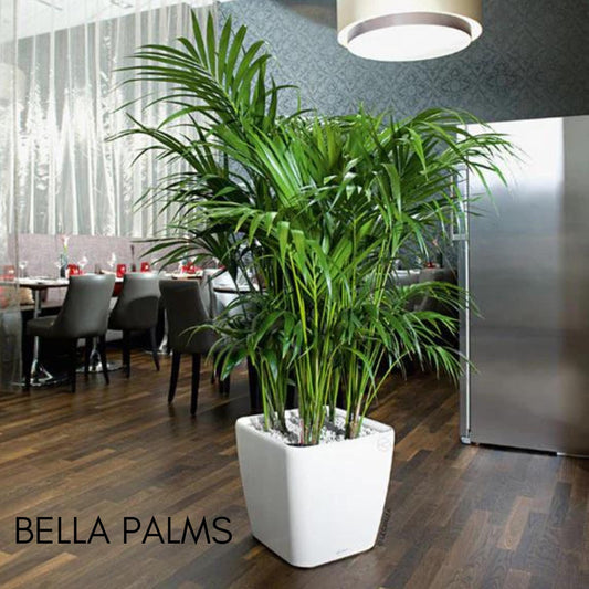 Bella Palm Plant in a 4" Pot, Christmas Gift Plant, Office Plant, Air Cleaning Plant, Easy to Grow, Low Light Requirements
