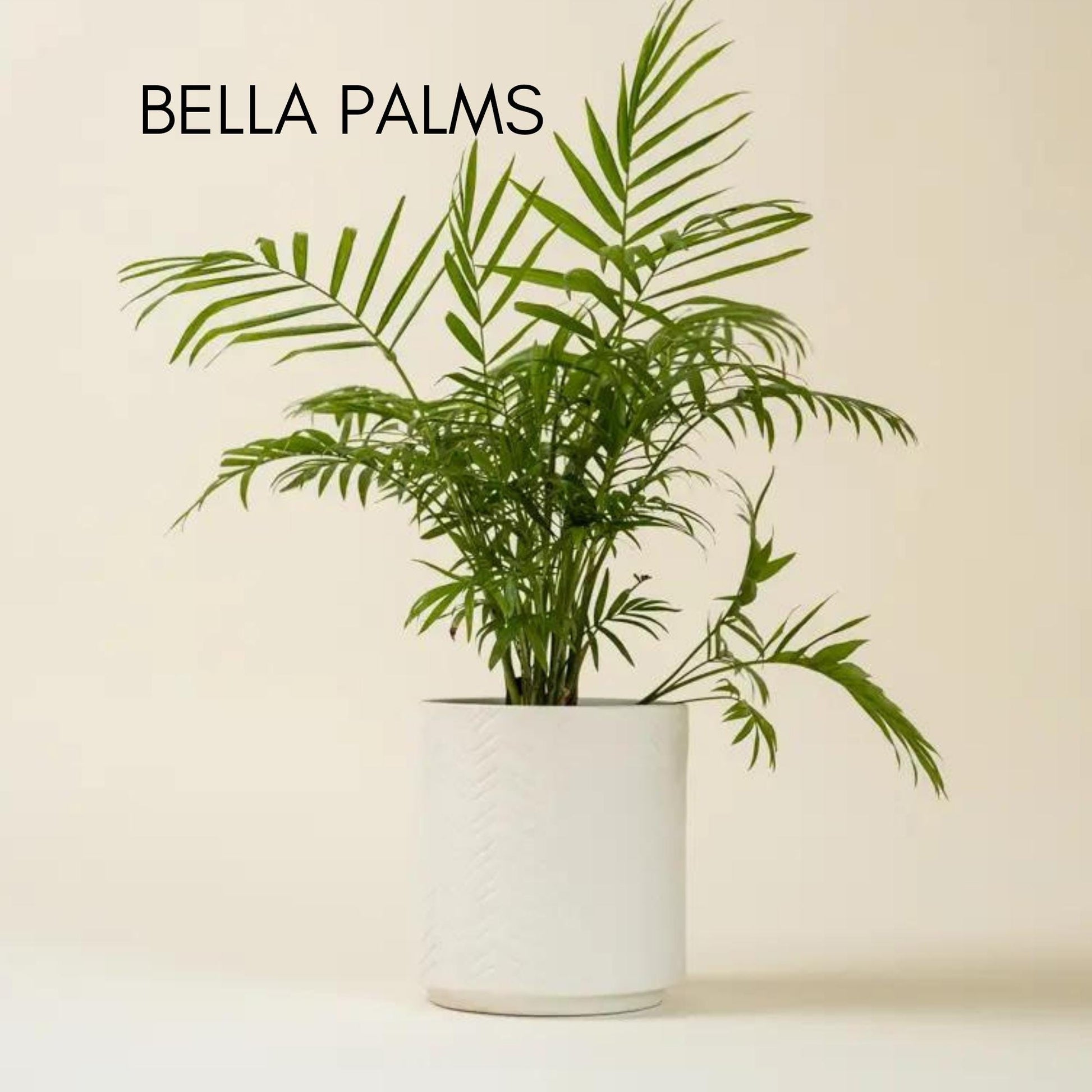 Bella Palm Plant in a 4" Pot, Christmas Gift Plant, Office Plant, Air Cleaning Plant, Easy to Grow, Low Light Requirements