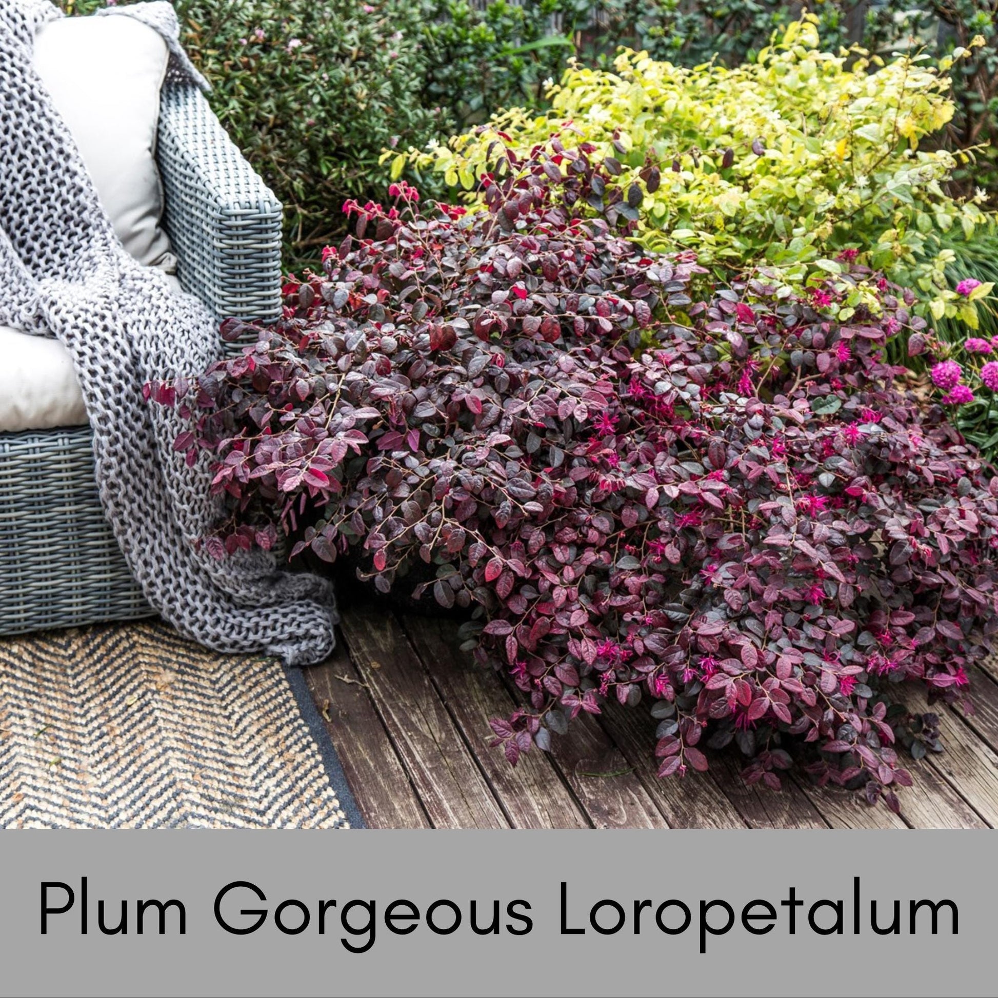 Plum Gorgeous Loropetalum, Easy and Fast Growing Plant, Disease and Deer Resistant, Evergreen Shrub, Pink Flowers, Purple Leaf, Garden Gift