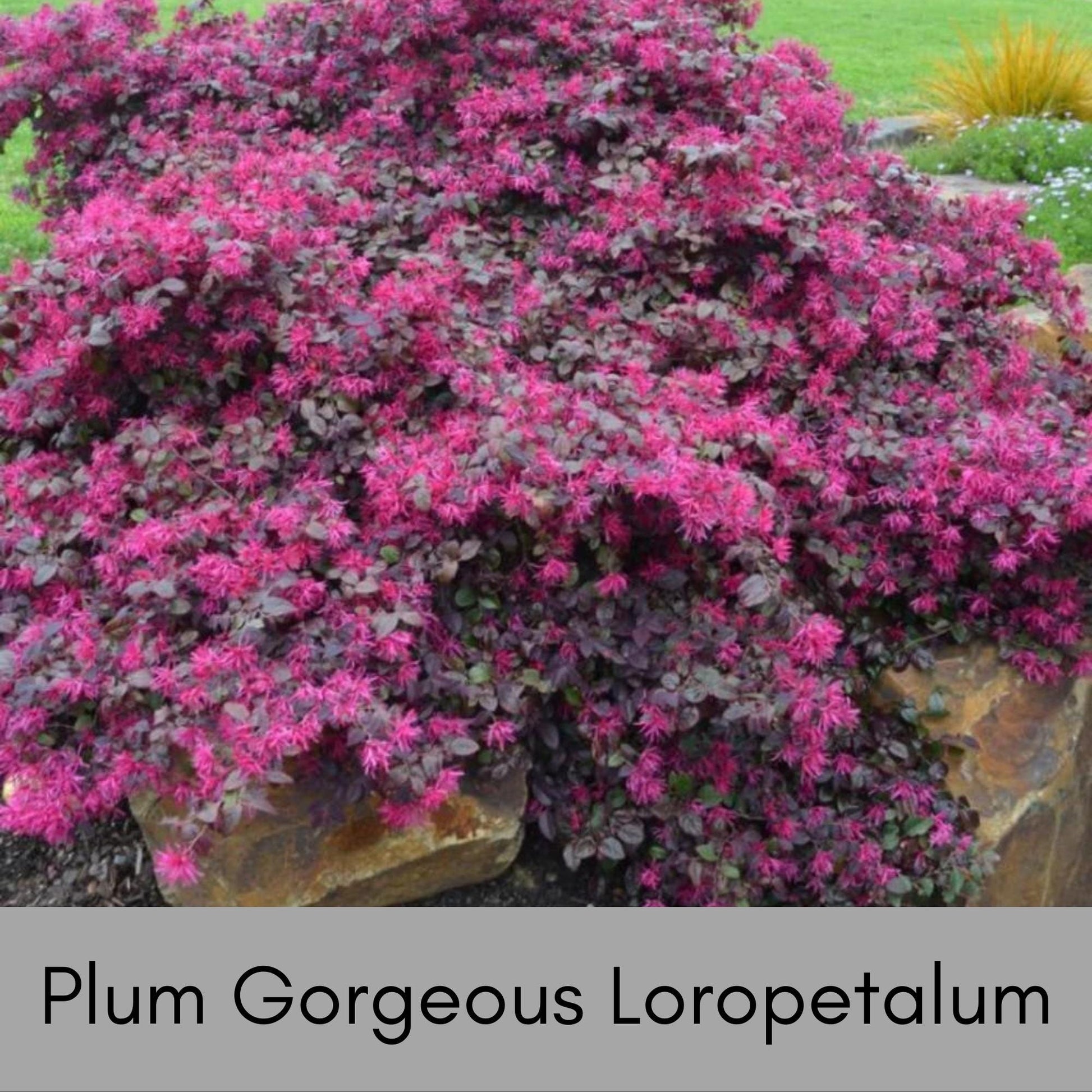 Plum Gorgeous Loropetalum, Easy and Fast Growing Plant, Disease and Deer Resistant, Evergreen Shrub, Pink Flowers, Purple Leaf, Garden Gift