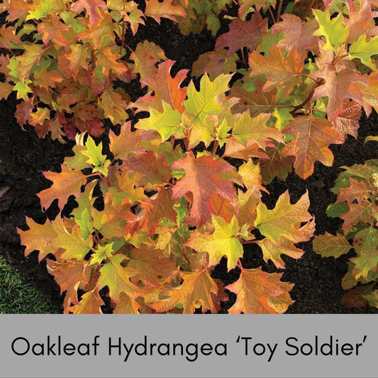 Oakleaf Hydrangea, Great Fall Color, Butterfly Magnet, Pee Gee Hydrangea, trending now flower, plant lover Gift, pretty plant, native plants