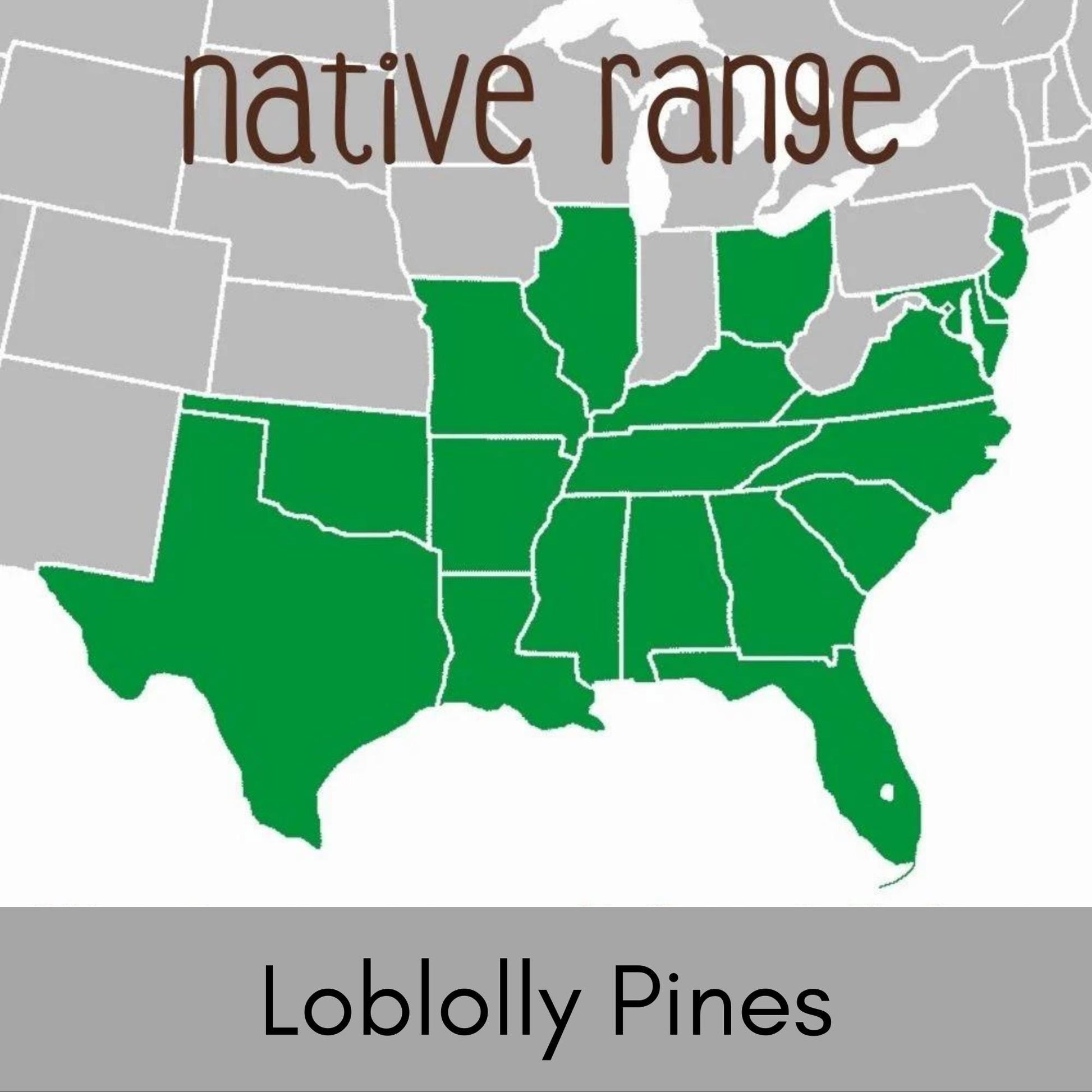 Loblolly Pine Trees, SEEDLINGS, Fast Growing Shade Tree, Full Sun Easy to Grow Tree, Christmas Decor, Cones and Pine Needles, Pine Scent