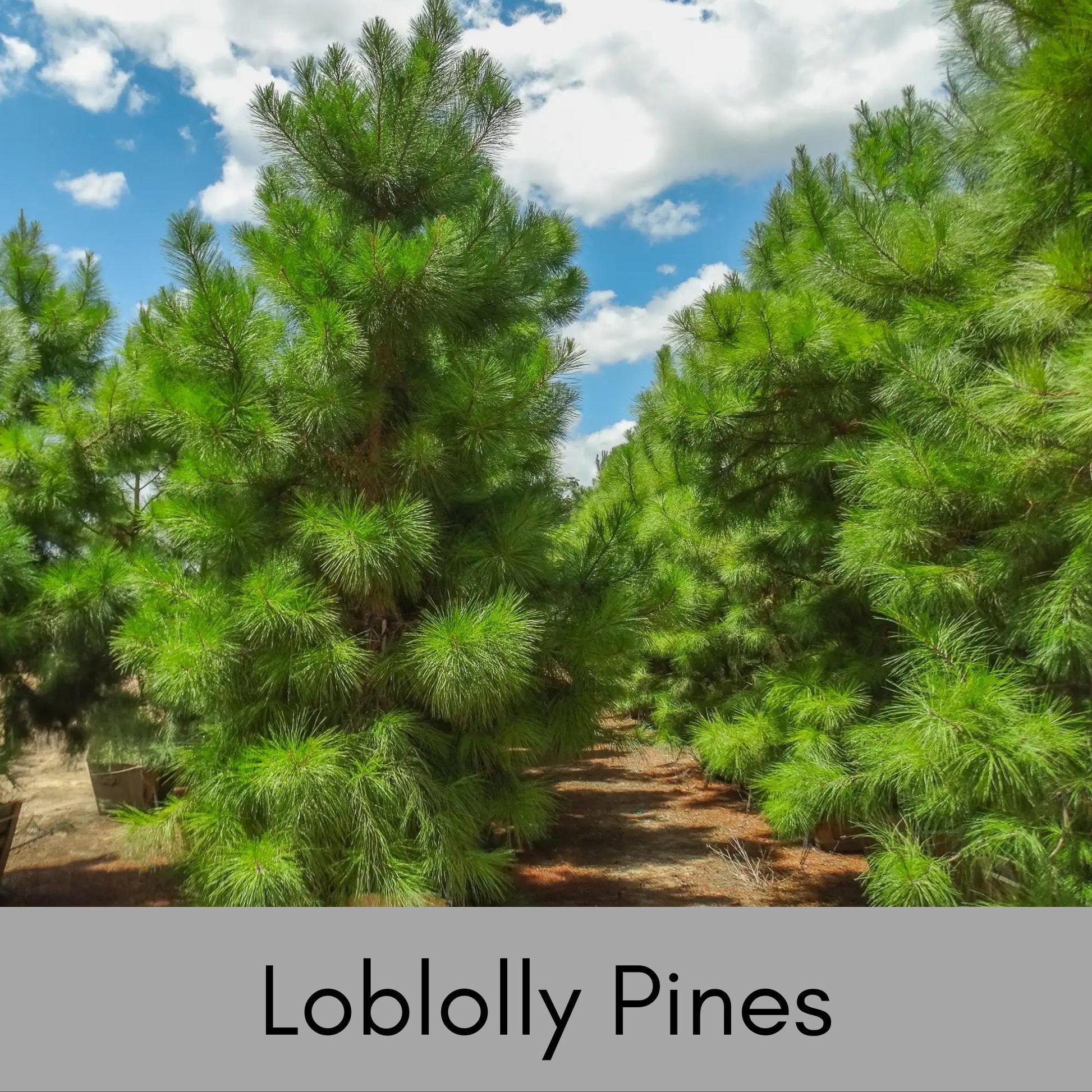 Loblolly Pine Trees, SEEDLINGS, Fast Growing Shade Tree, Full Sun Easy to Grow Tree, Christmas Decor, Cones and Pine Needles, Pine Scent