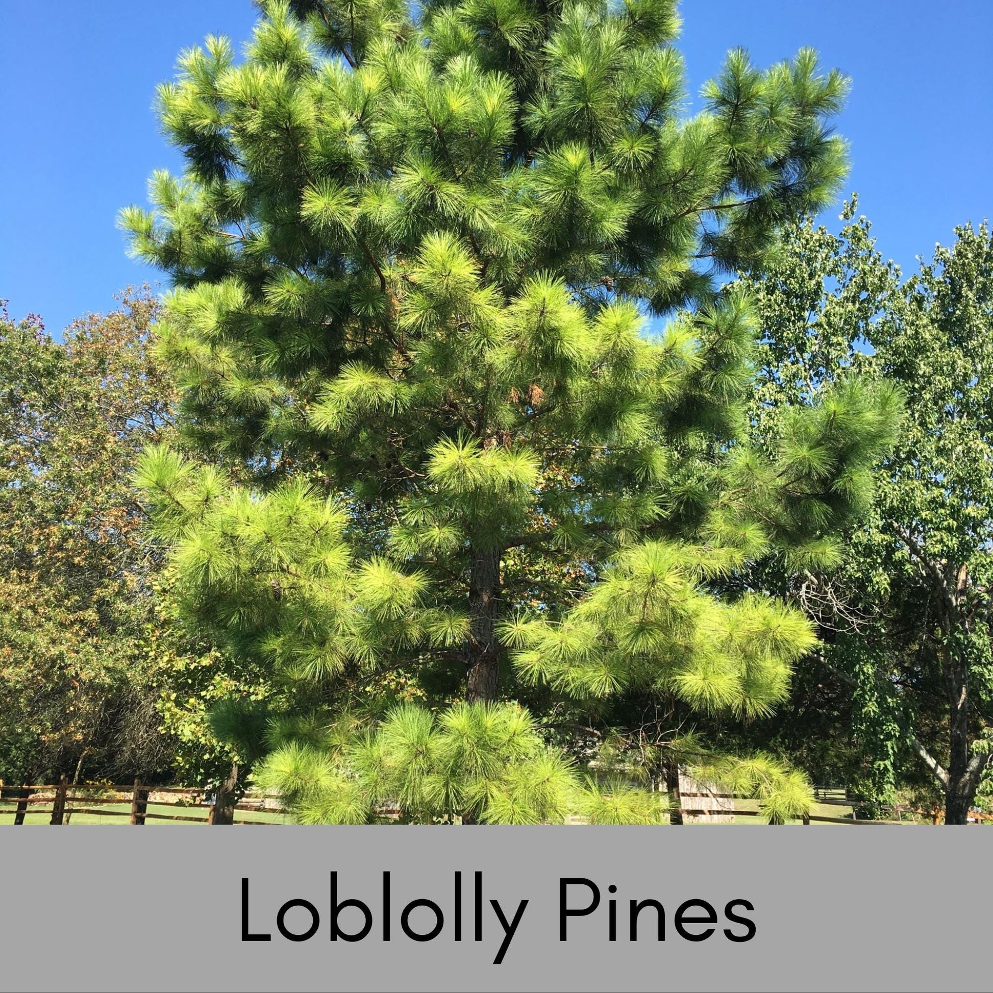 Loblolly Pine Trees, SEEDLINGS, Fast Growing Shade Tree, Full Sun Easy to Grow Tree, Christmas Decor, Cones and Pine Needles, Pine Scent