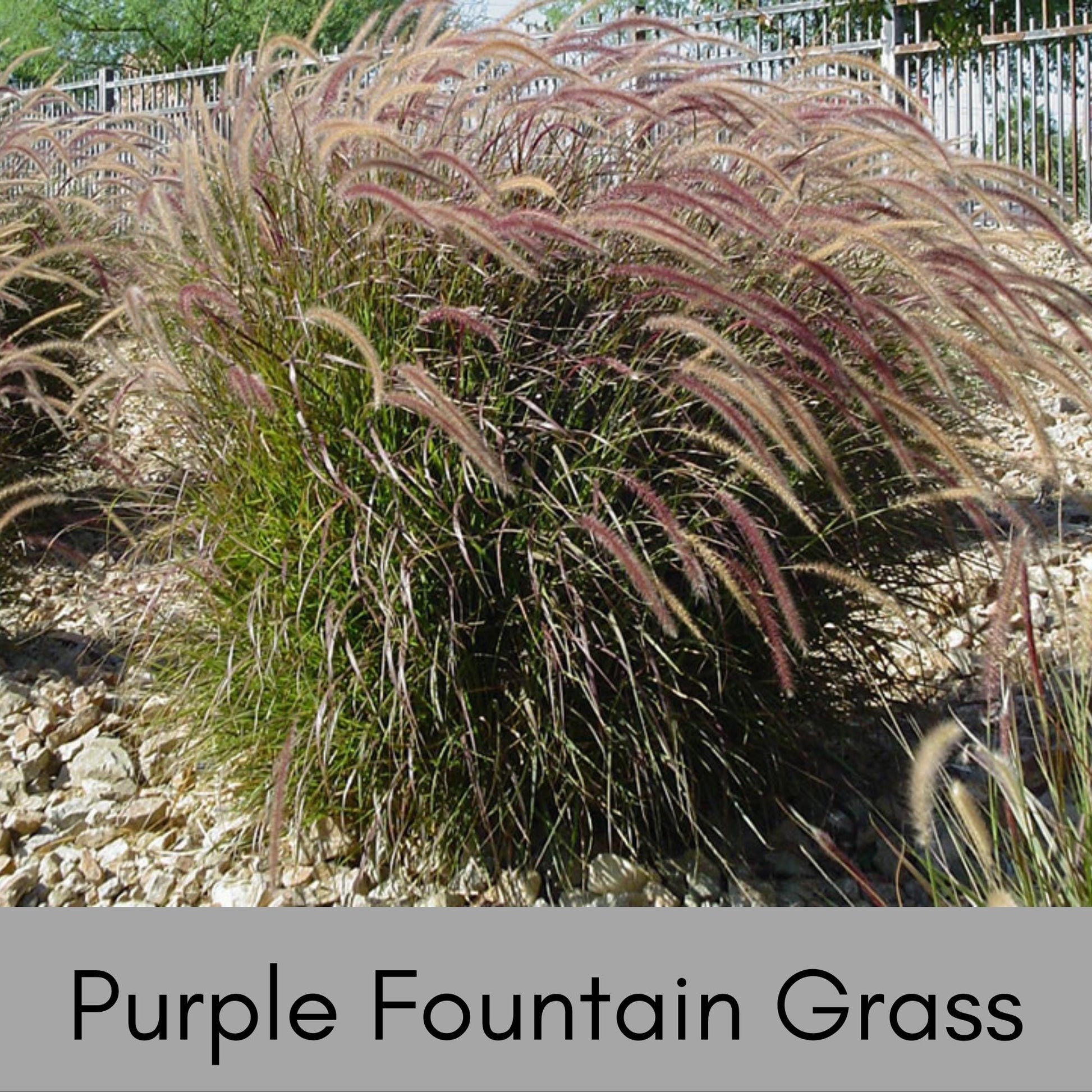 Purple Fountain Grass, Annual Grass for Containers and Flower Beds, Quart Size Pots, Fast Growing Drought Tolerant Plant, Great Gift Plant